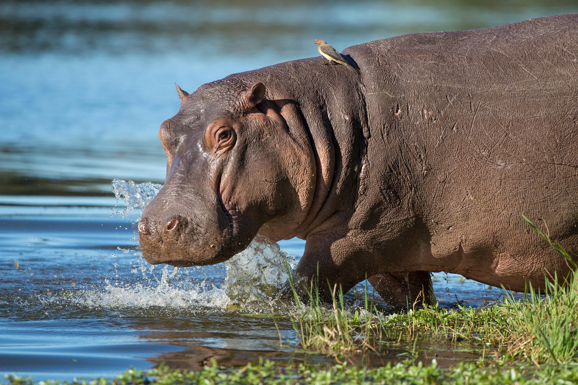 How Pablo Escobar’s Hippos Can Counteract a Legacy of Extinctions and