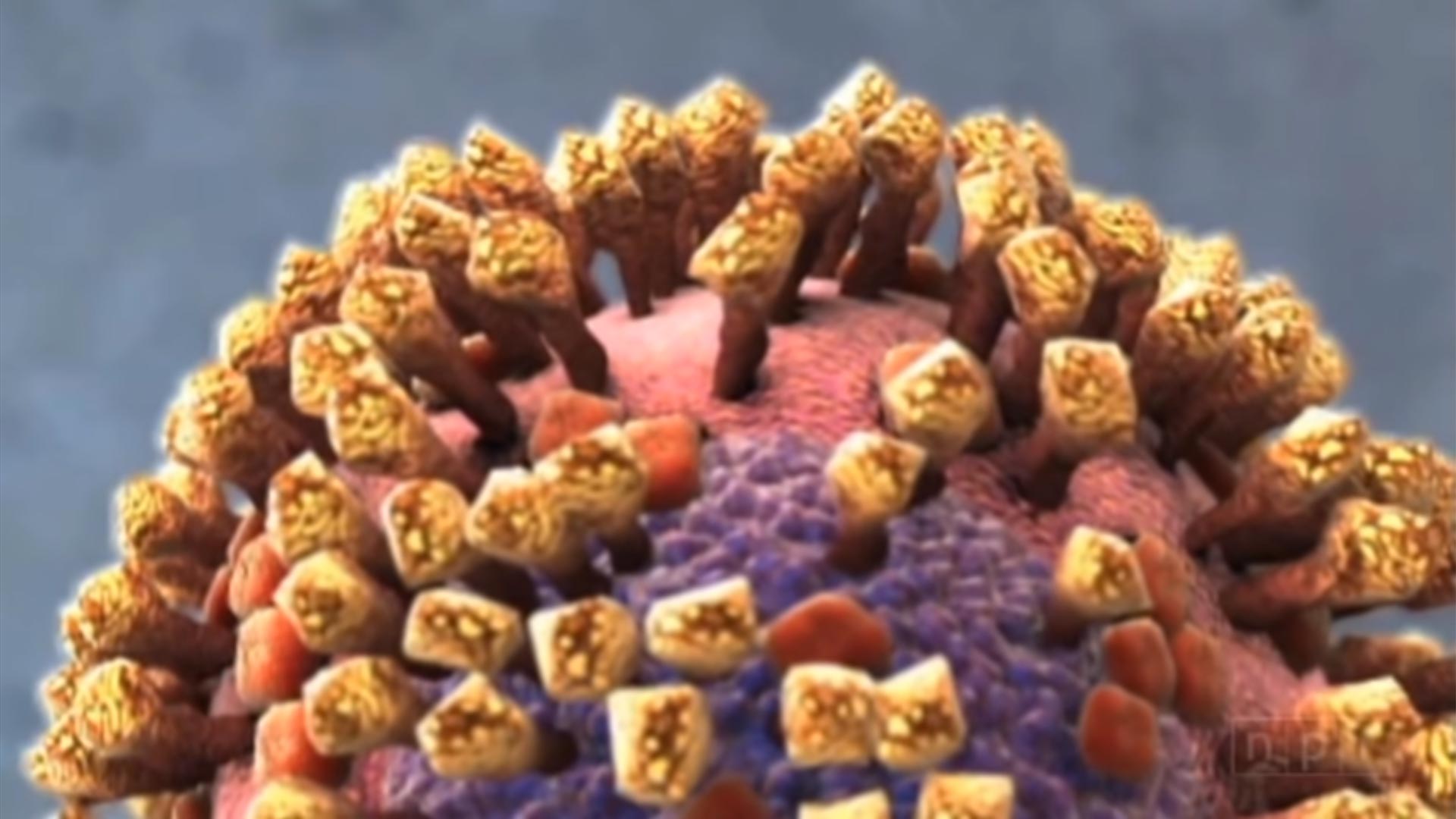 Video Animation on How a Flu Virus Works