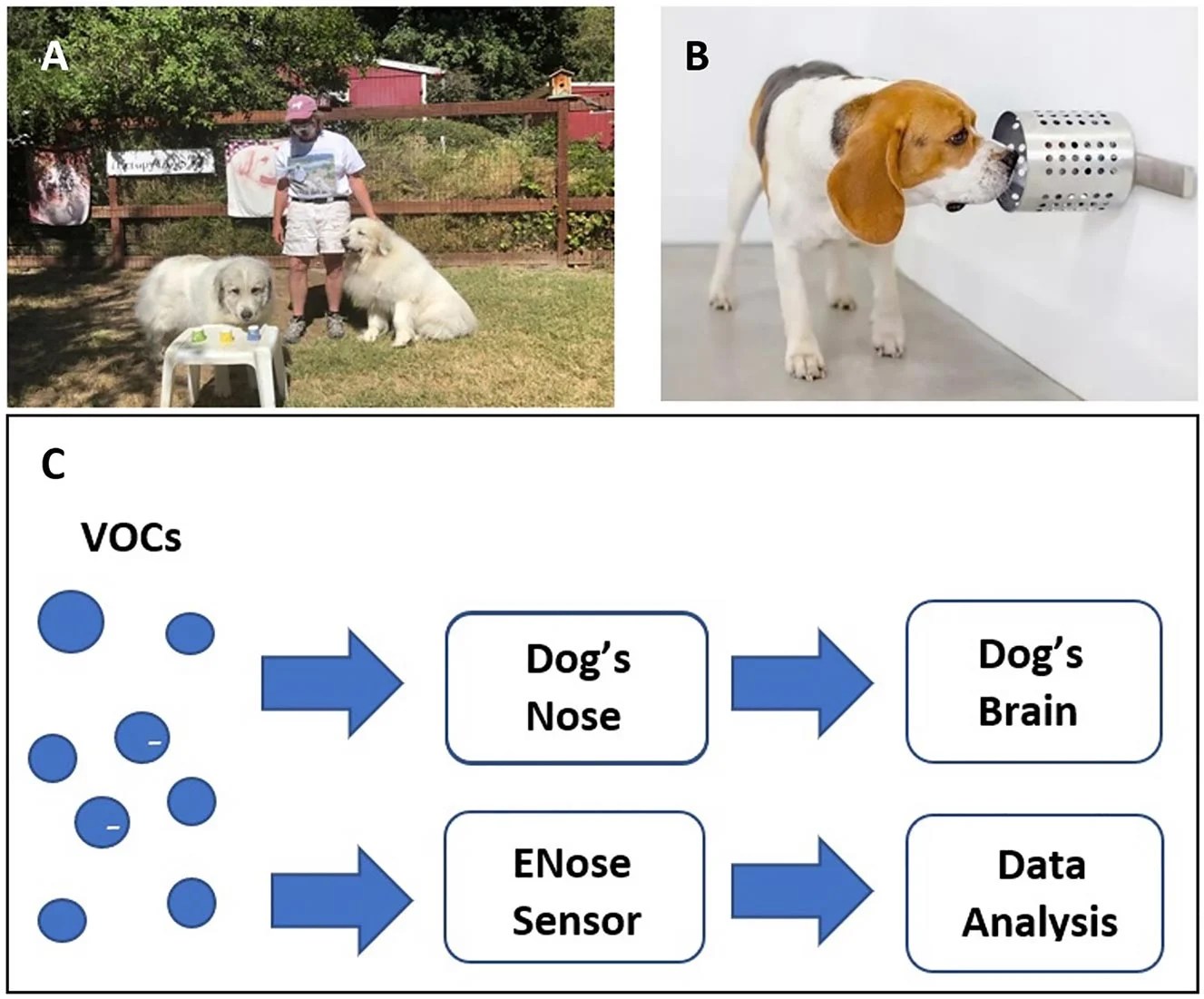 Sniffing Out COVID19 How Scent Dogs Outperform Modern Testing Methods