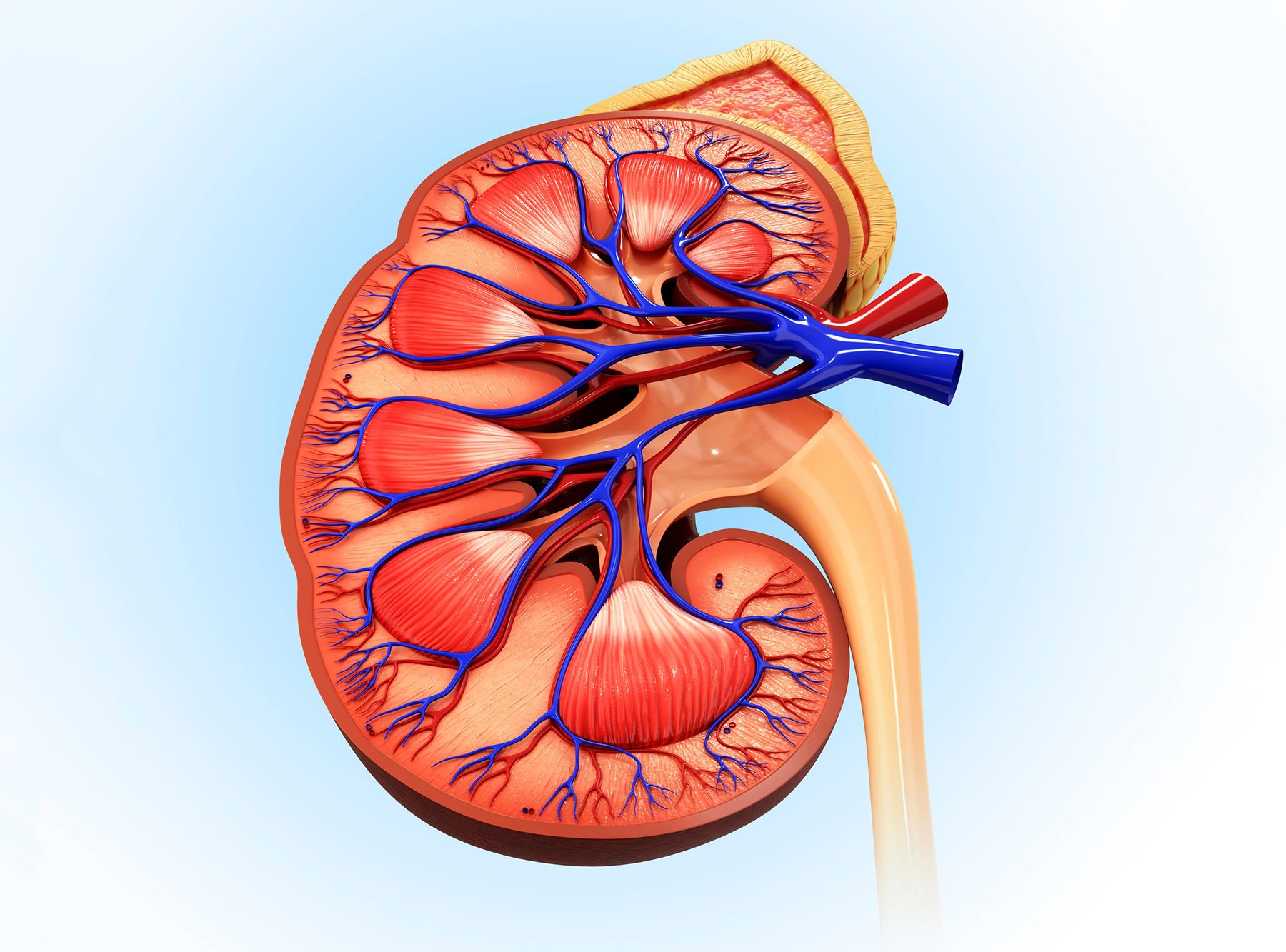 Acute Kidney Diseases