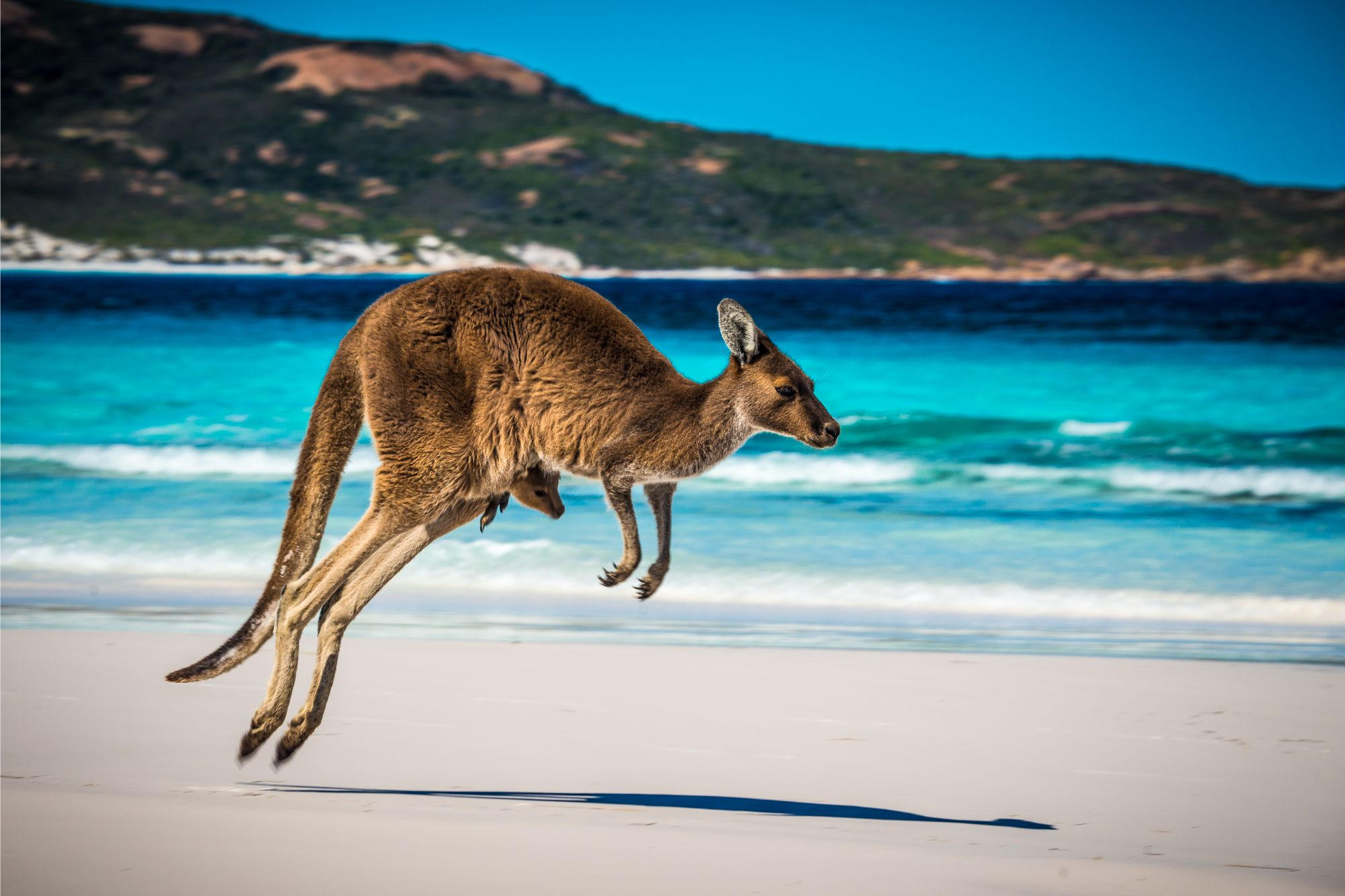 Skipping Evolution The Kangaroos That Didn’t Hop