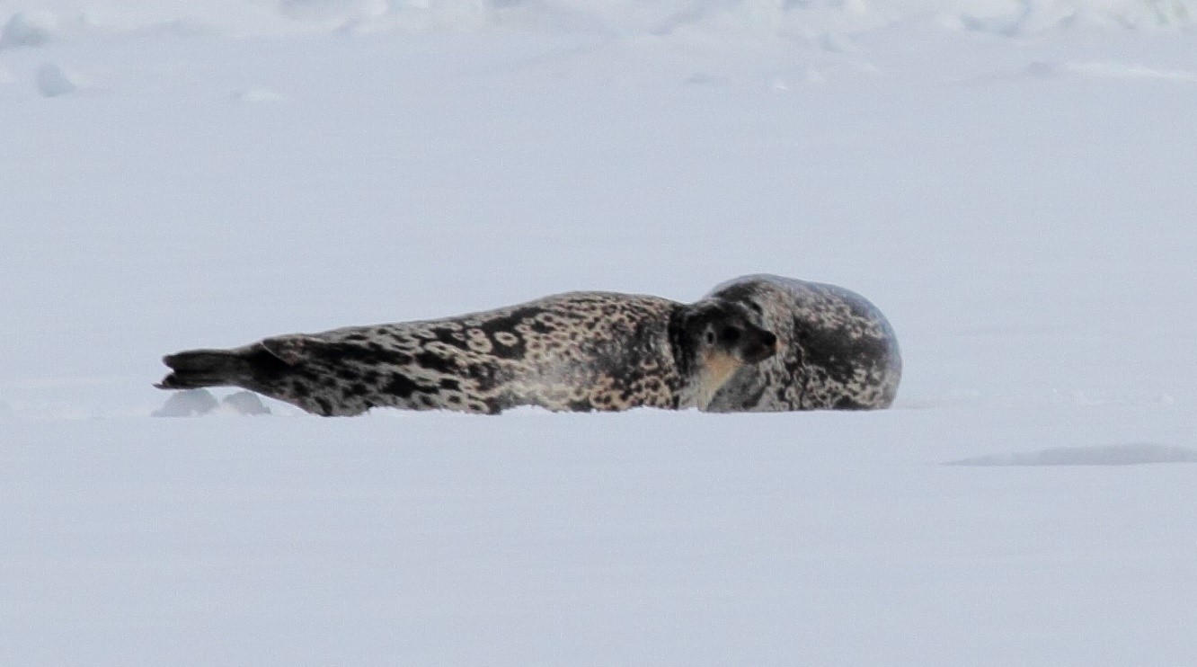 Scientists Discover “Special” New Seal Species in the Arctic