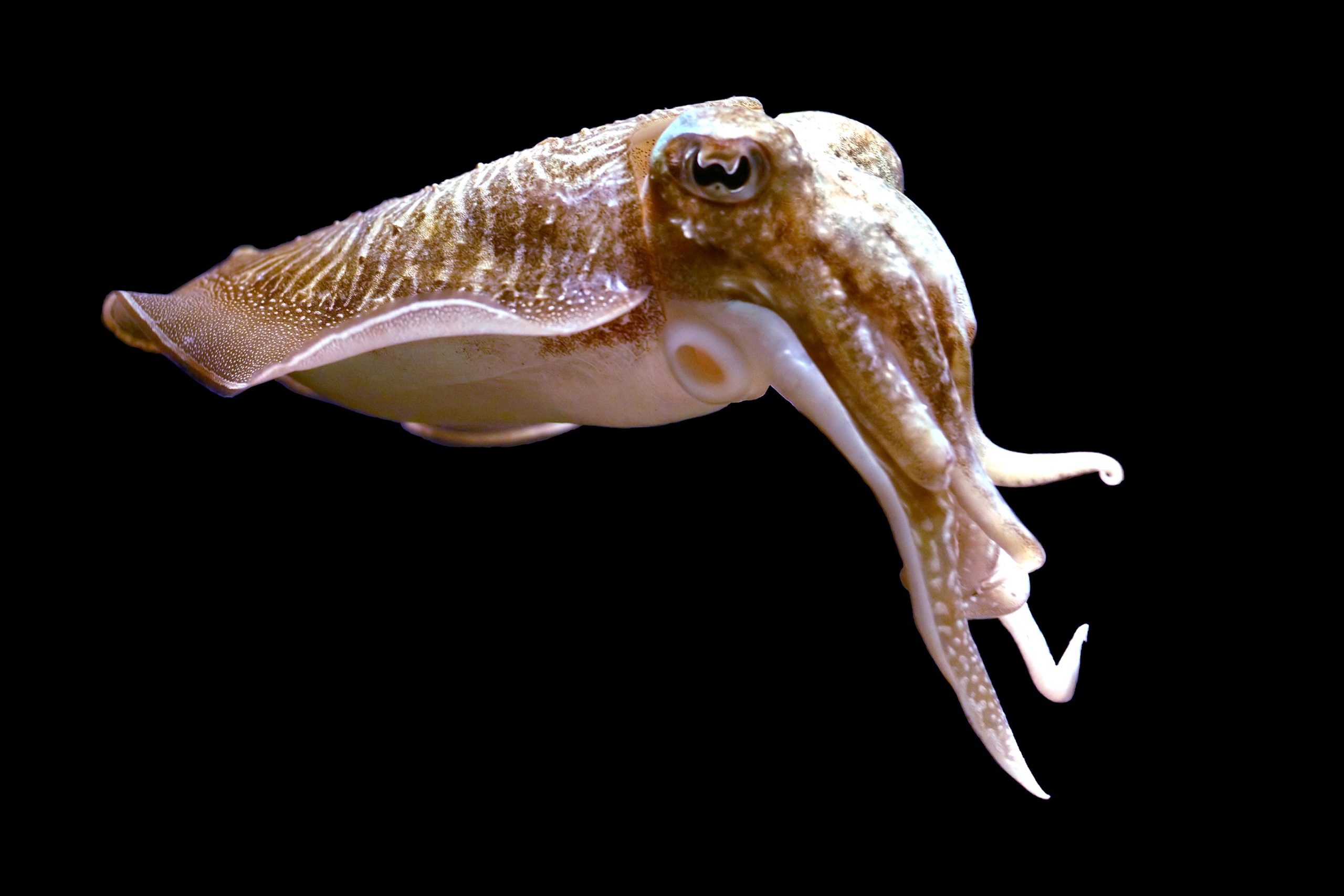 Unlike Humans, Cuttlefish Retain Sharp Memory of Specific Events in Old Age