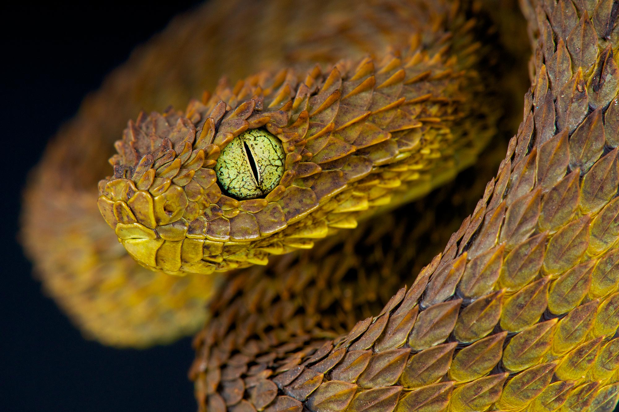 Action Needed on Dangerous Pet Snakes, Demands Animal Welfare Experts