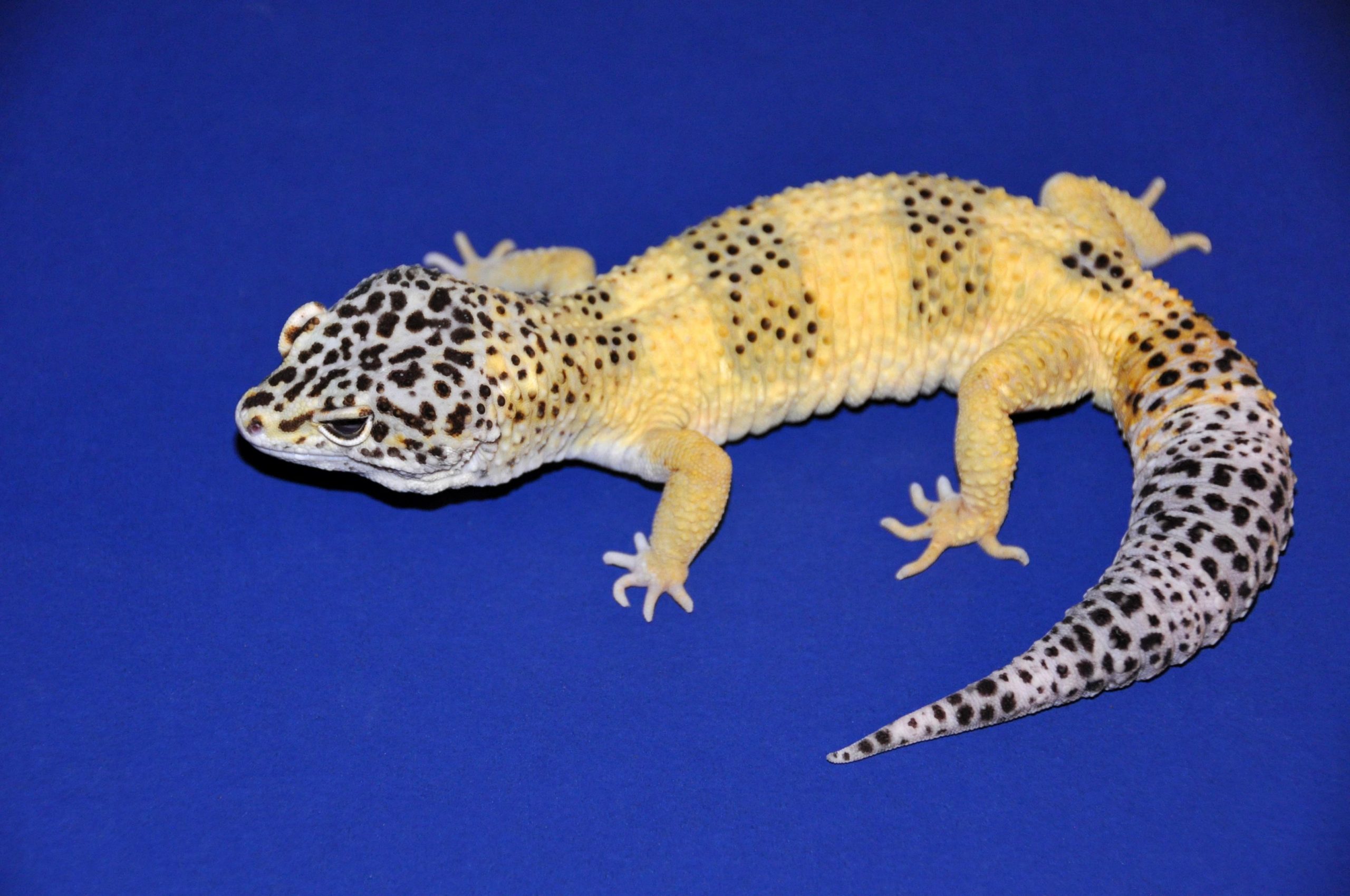 Lemon Frost Leopard Gecko Skin Tumors Traced to Cancer Gene
