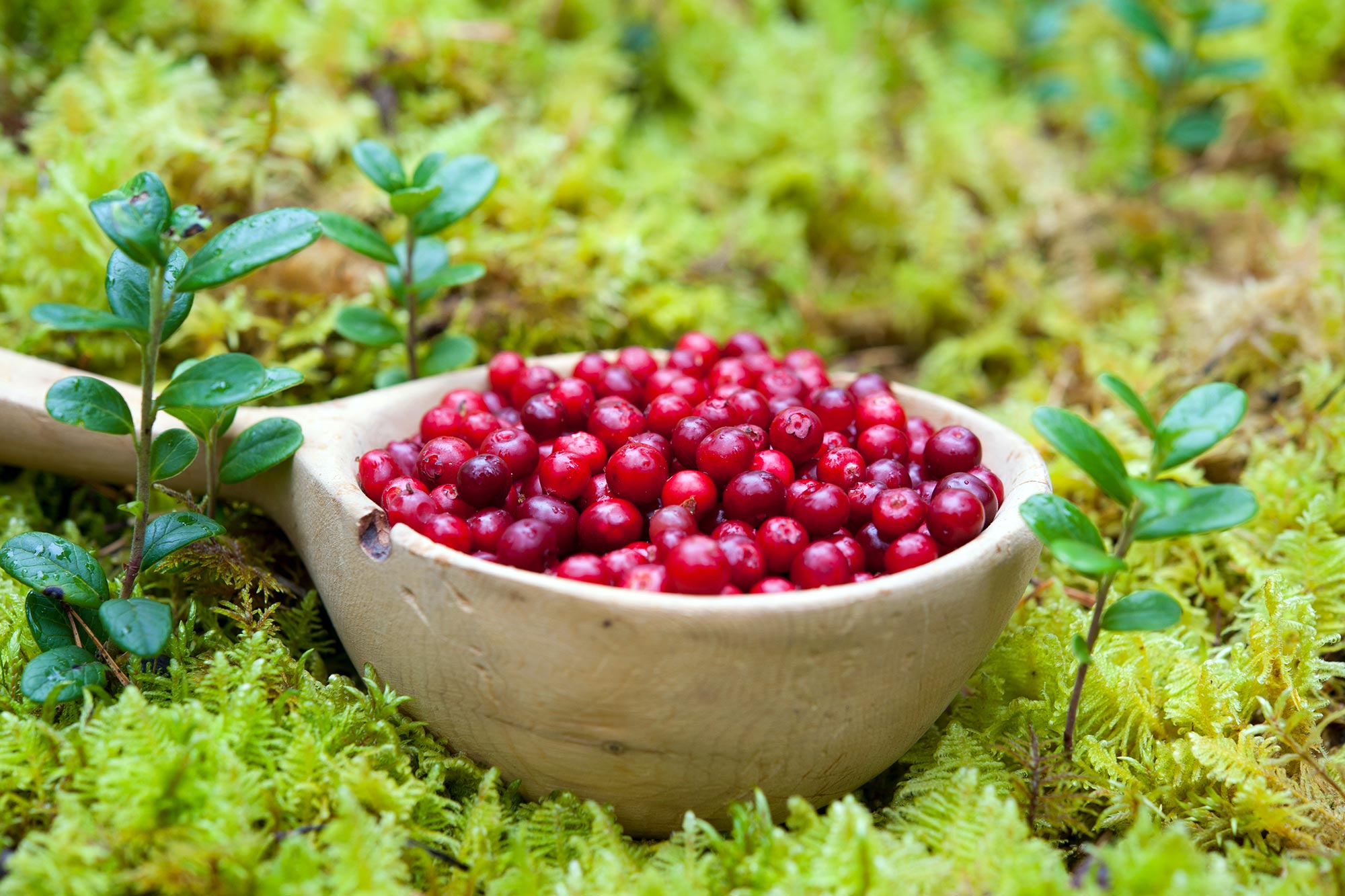 Experimental Study Finds Lingonberry Juice Lowers High Blood Pressure