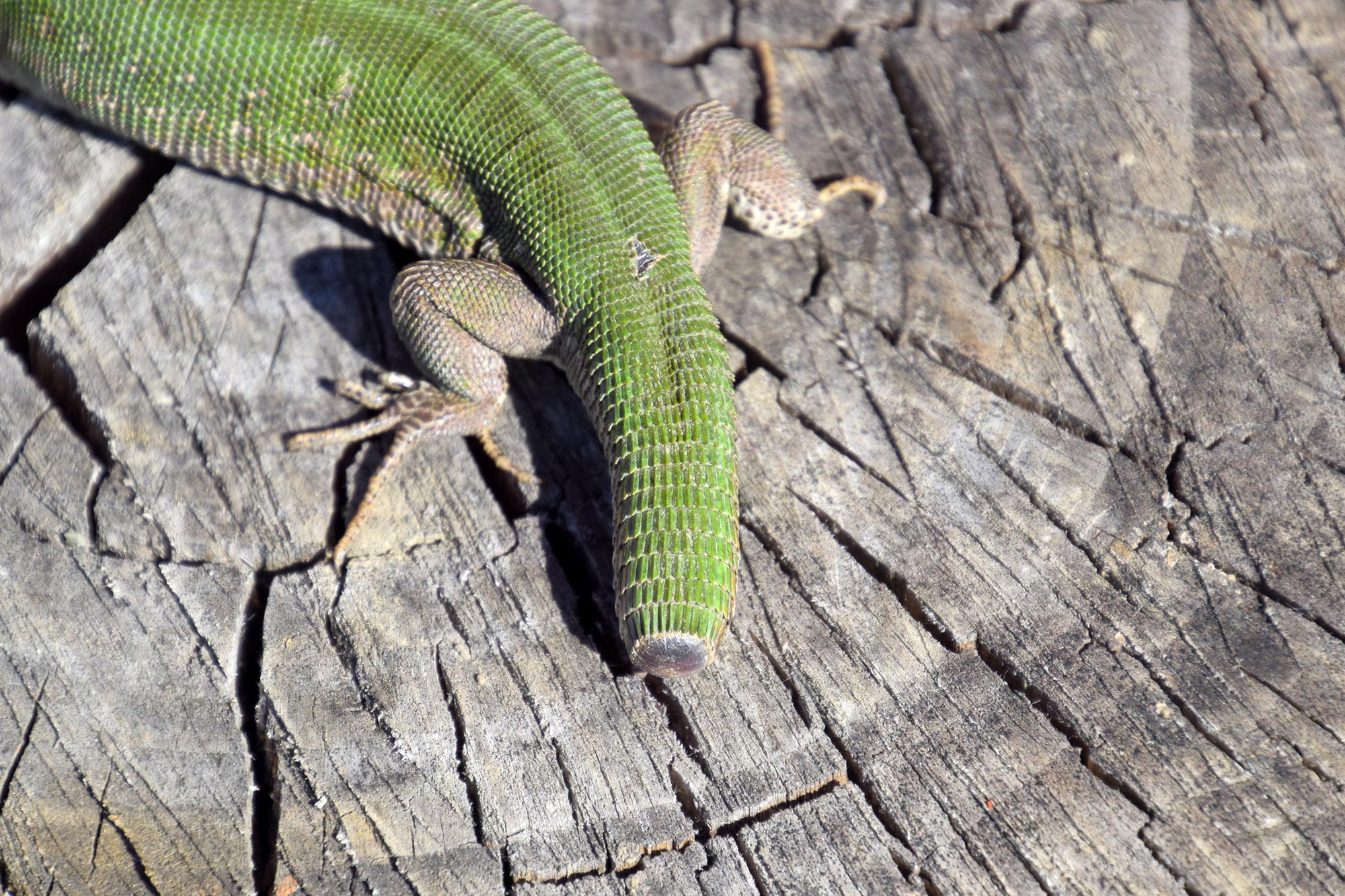 Unlocking the Lizard’s Secret A Breakthrough in Cartilage Regeneration