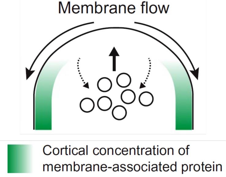 How Do Cells Acquire Their Shapes? New Mechanism Discovered