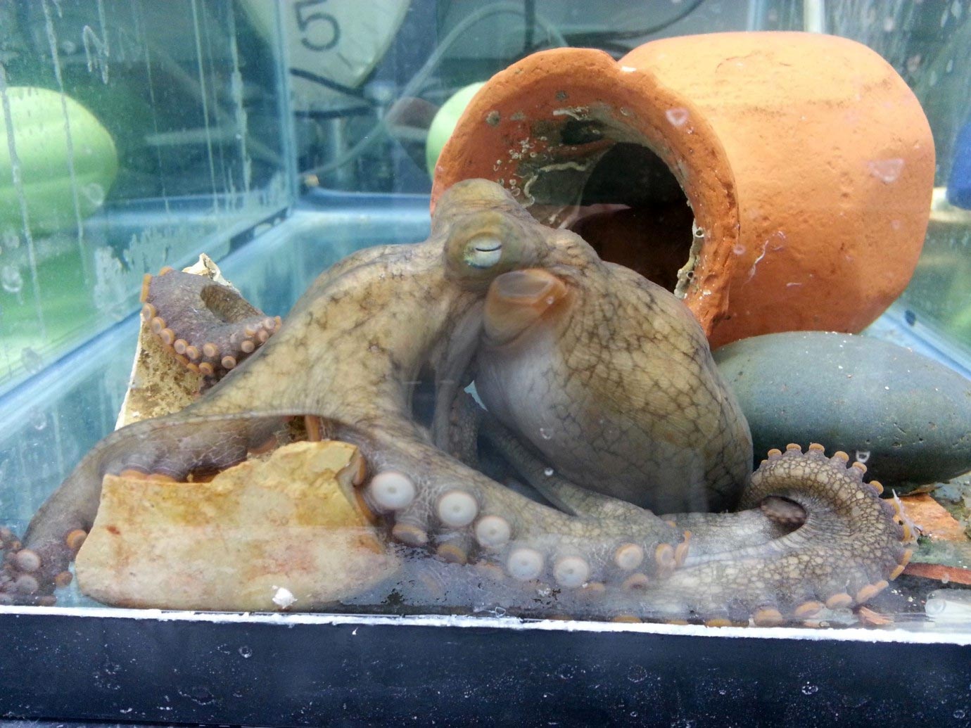 Gruesome Octopus Death Spiral Bizarre SelfMutilation in Mothers