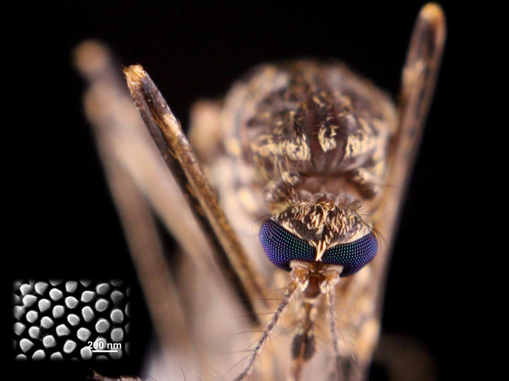Nanostructure of Mosquito Eye Could Help Engineer Enhanced Water Repellent Coatings