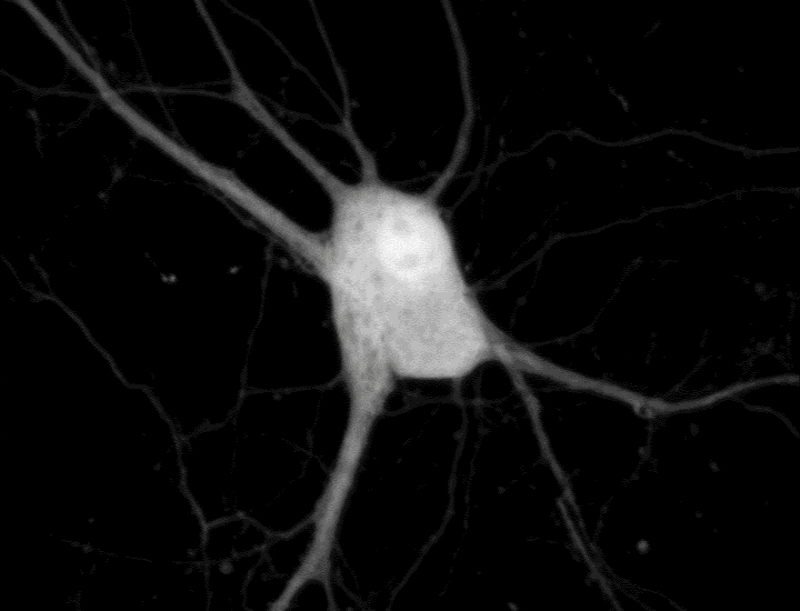 Real Time Spying on the Symphony of Cellular Signals That Drive Biology