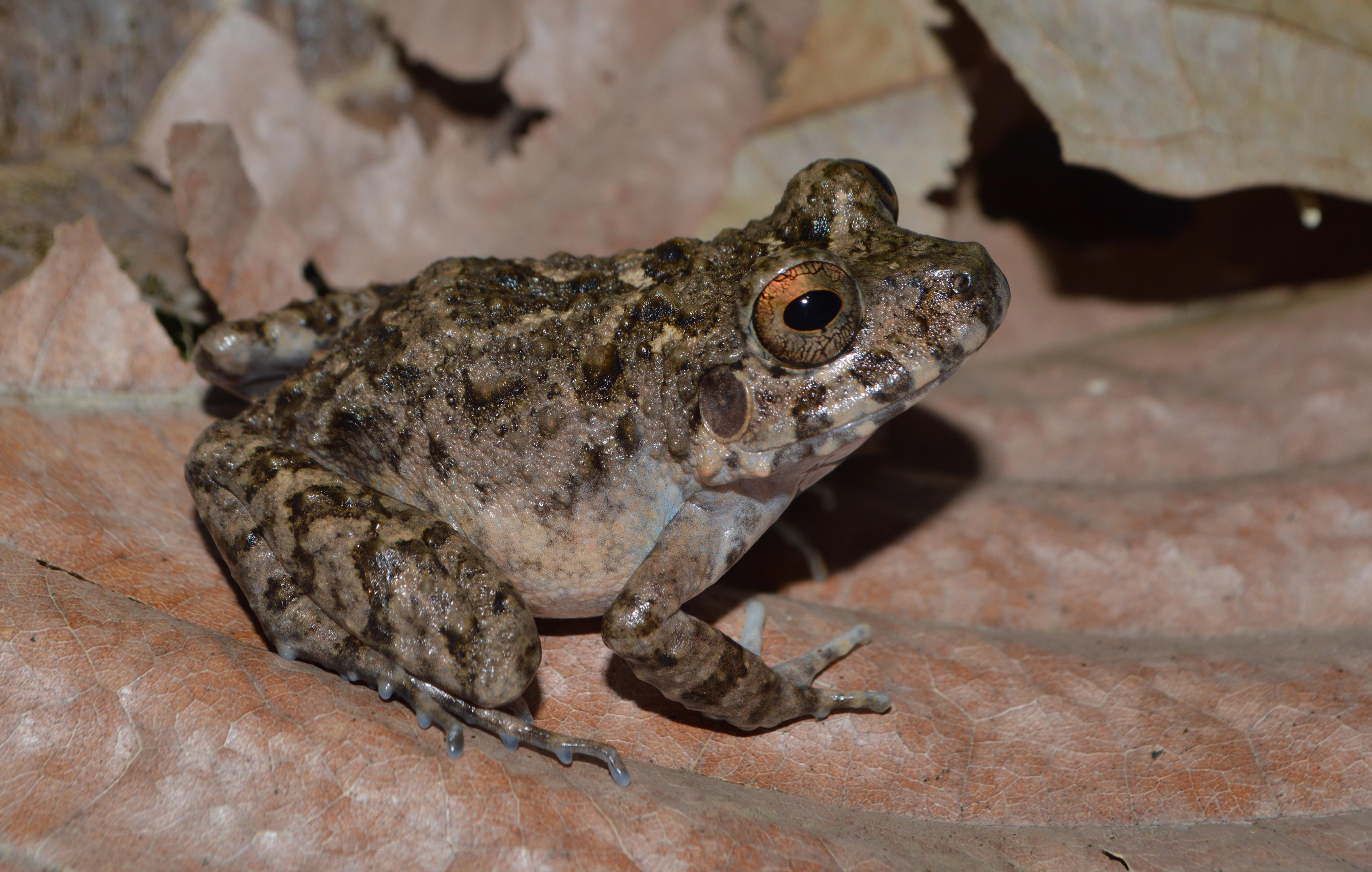 Widespread Chytrid Fungus Infections Found in 80 Species of Frogs in