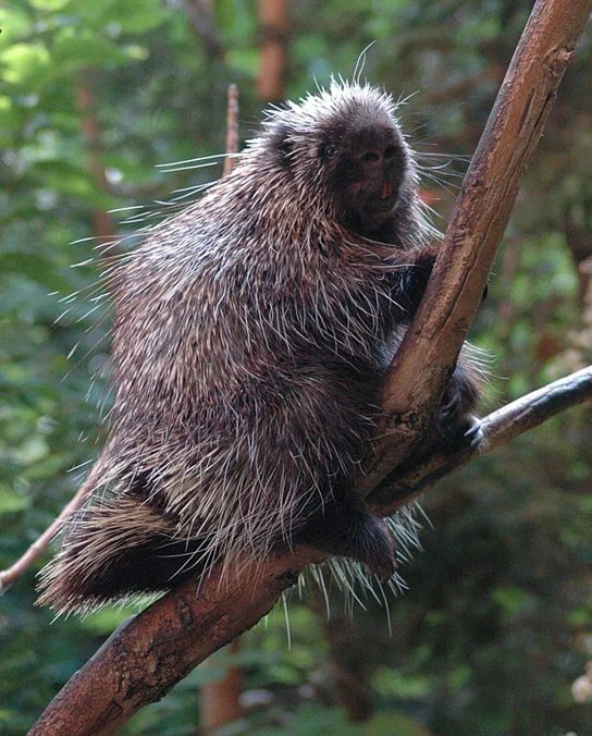 Barbed Porcupine Quills Could Help Enhance Various Biomedical Devices