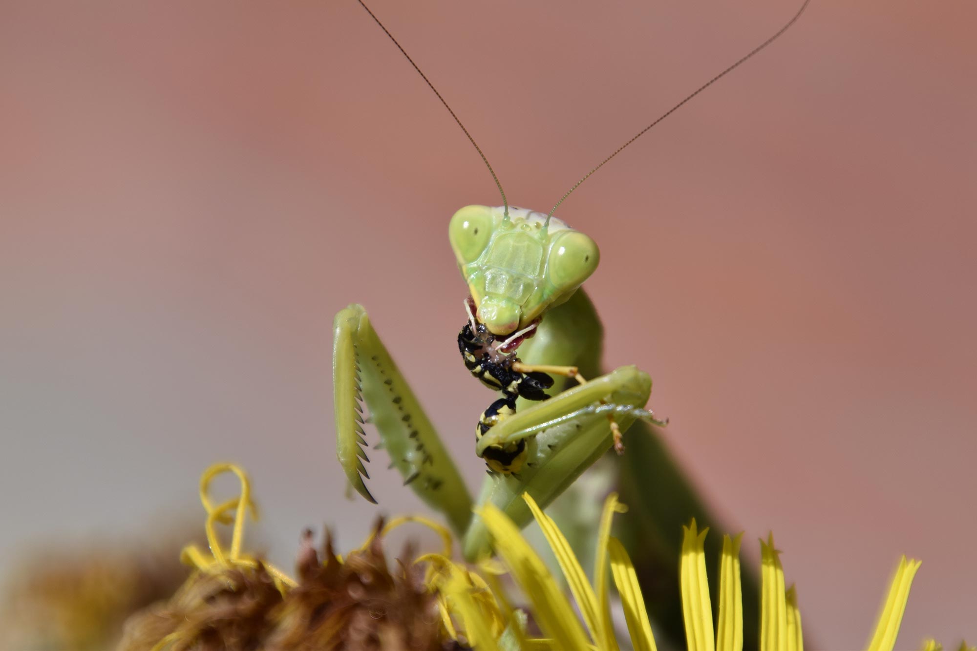 Helpful Insects and Their Response to Agricultural Landscape Changes