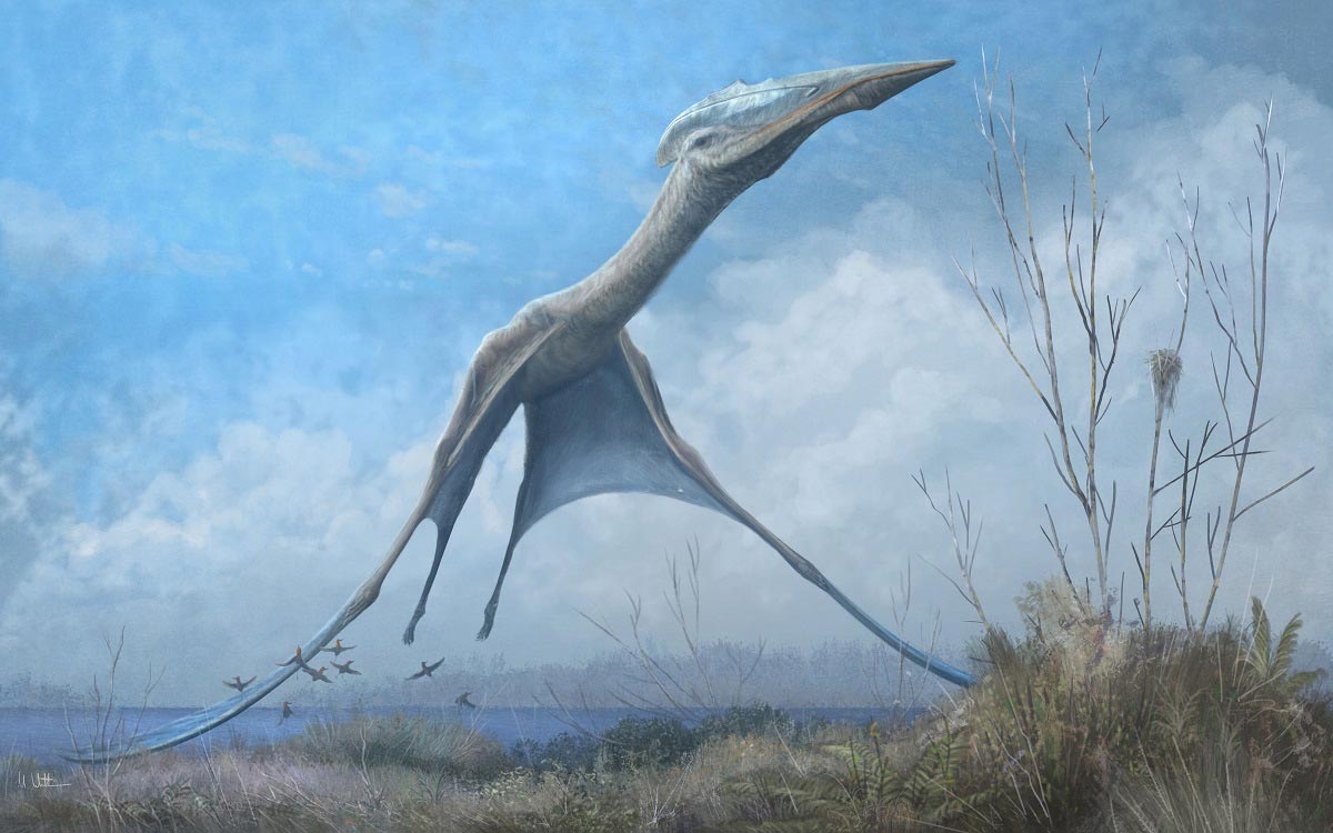 Studying Pterosaurs Largest Animals Ever to Fly To Better Engineer