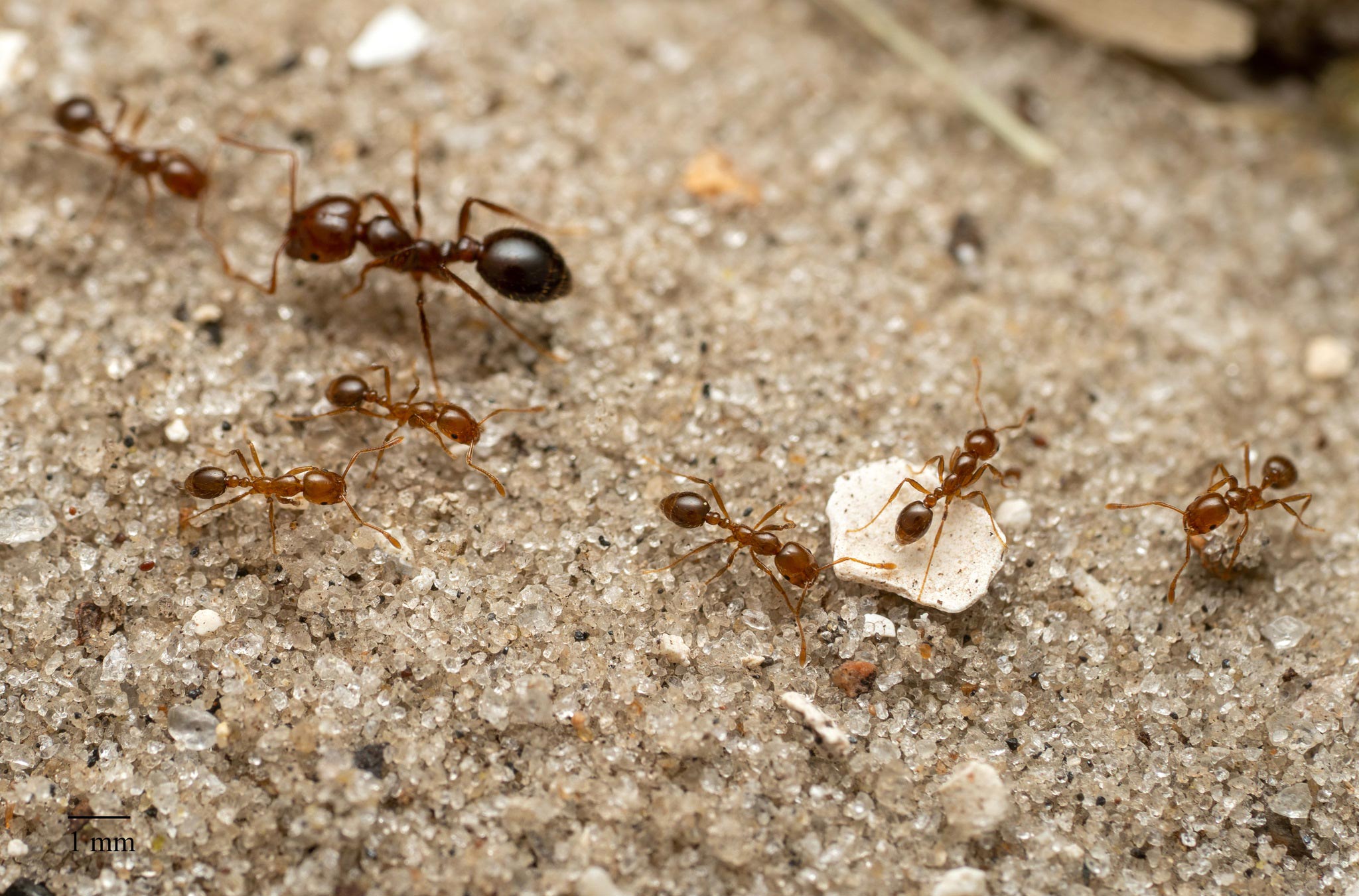 Red Fire Ant Is Now Established in Europe Aggressive Species Poses