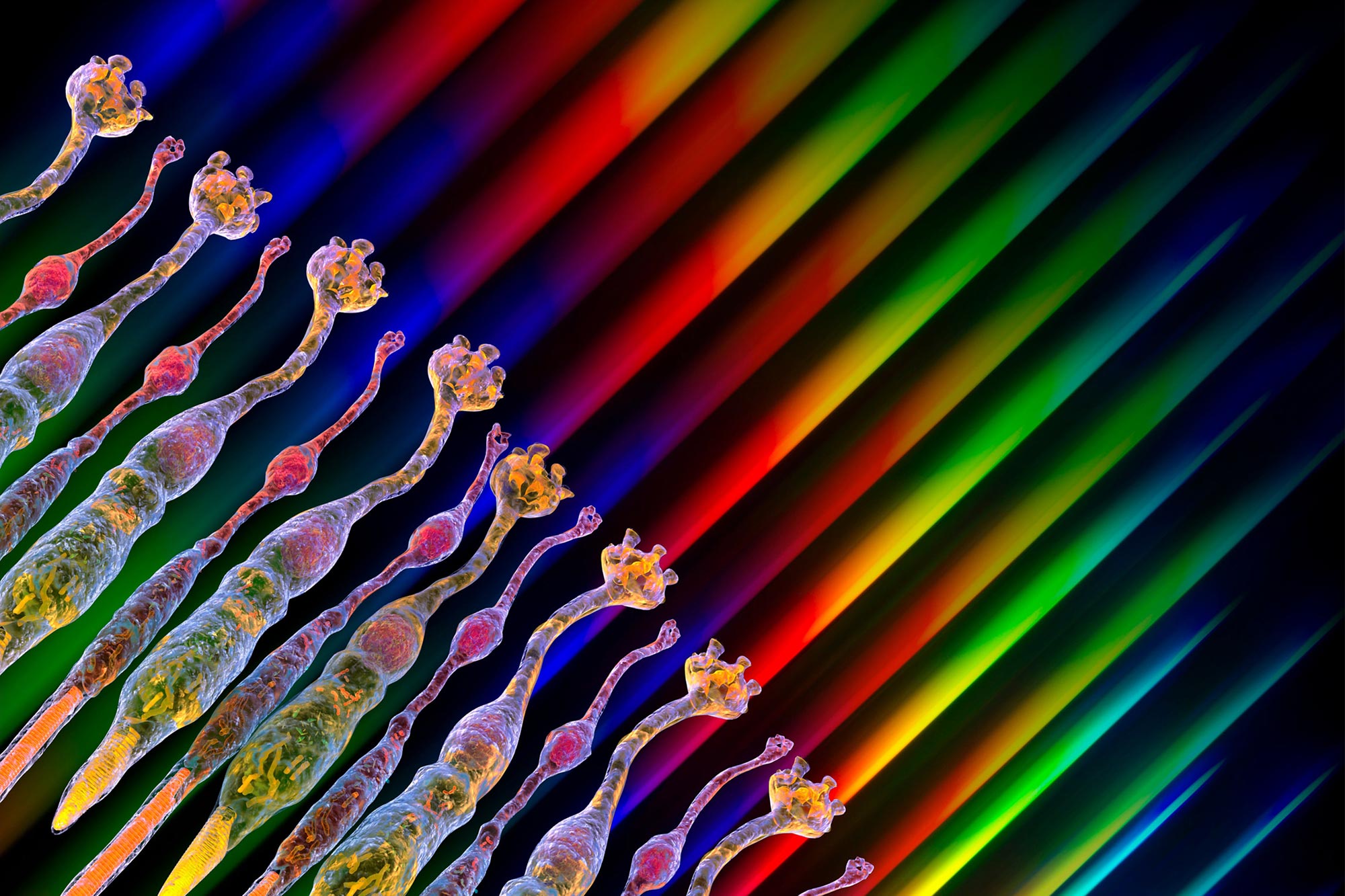 UCLA Research Reveals “Dormant” Cones in Retinal Degeneration May