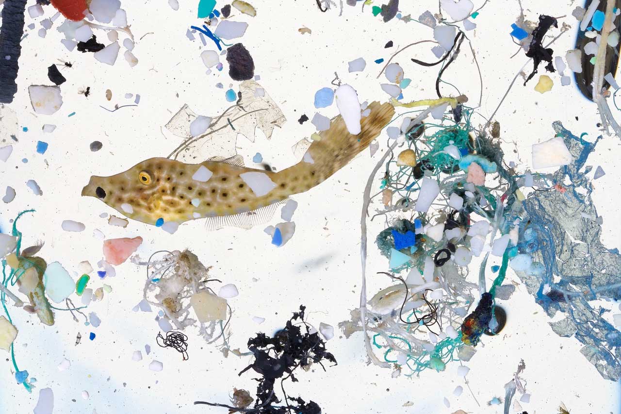 Larval Fish Nurseries Invaded by PreySize Plastics Biodiversity and