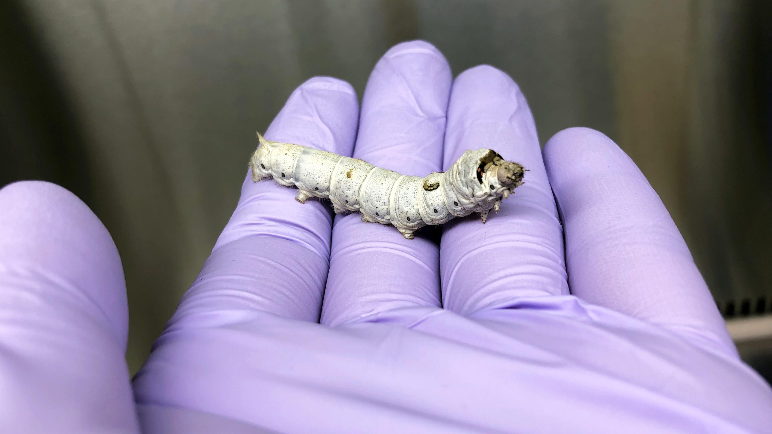 From Jekyll to Hyde Mutation That Makes E. Coli Deadlier