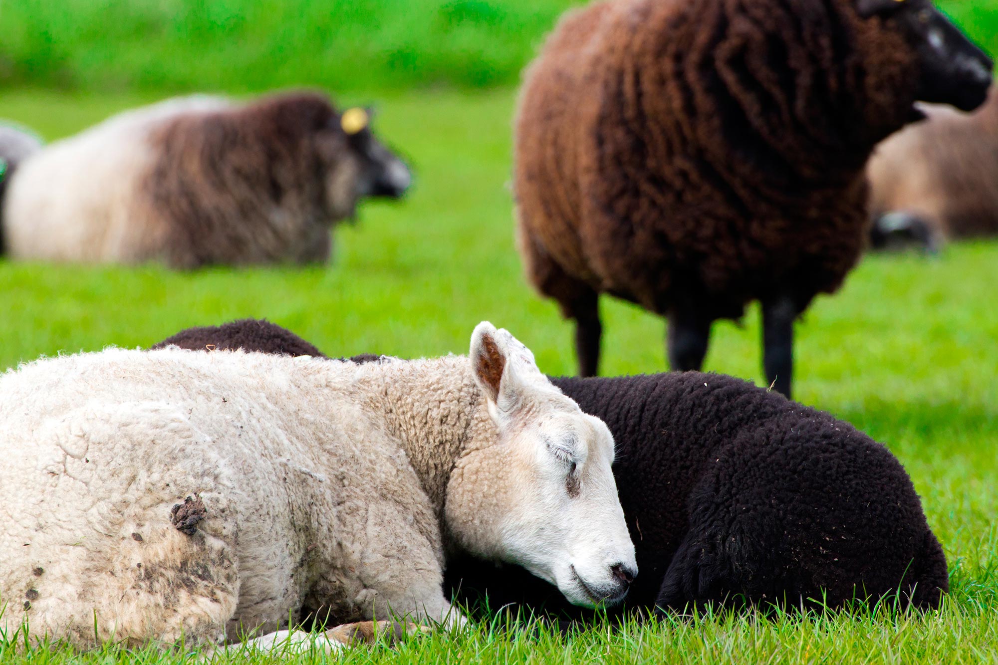 Brain Waves of Sleeping Sheep Maaay Offer Clues to Human Brain Disease