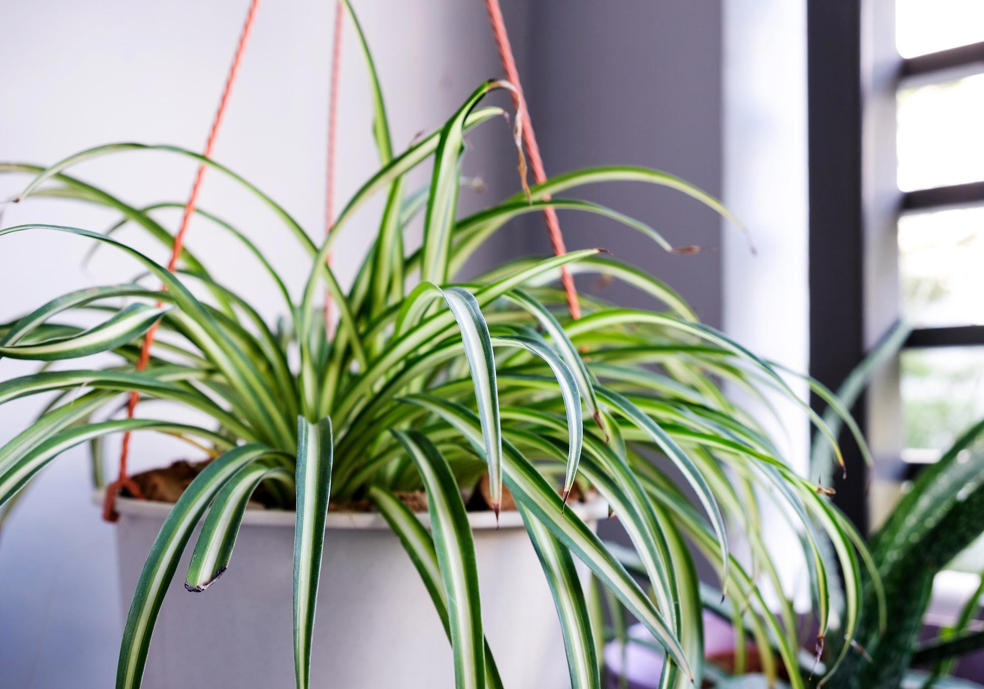 does a spider plant clean the air