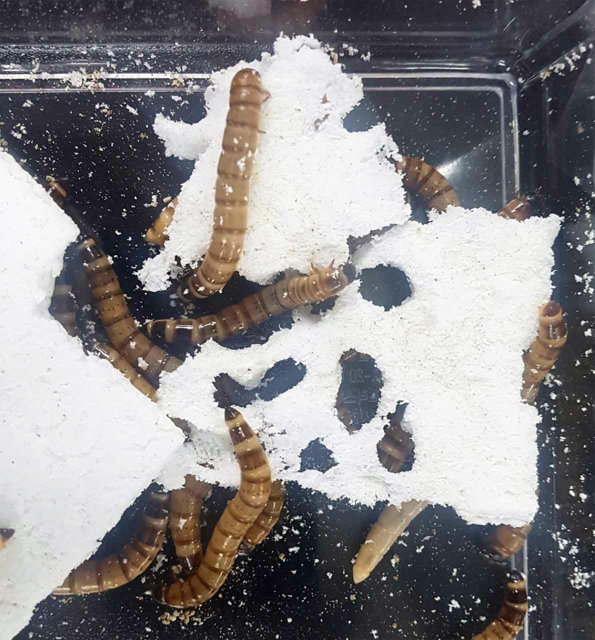 Superworms Digest Plastic Superpower Made Possible by Bacterial Sidekicks