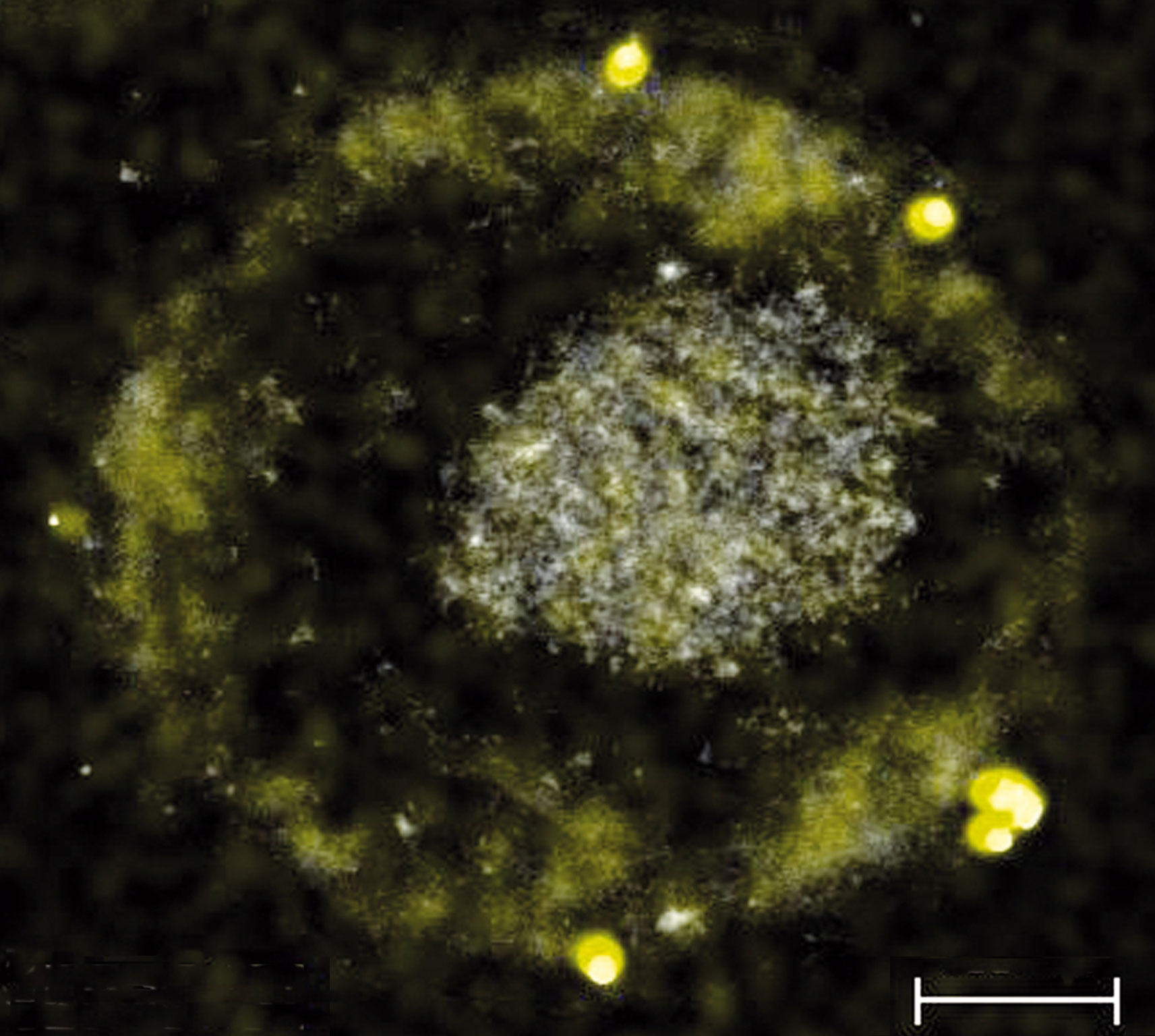 Researchers Reveal How Bacteria Can Produce Gold