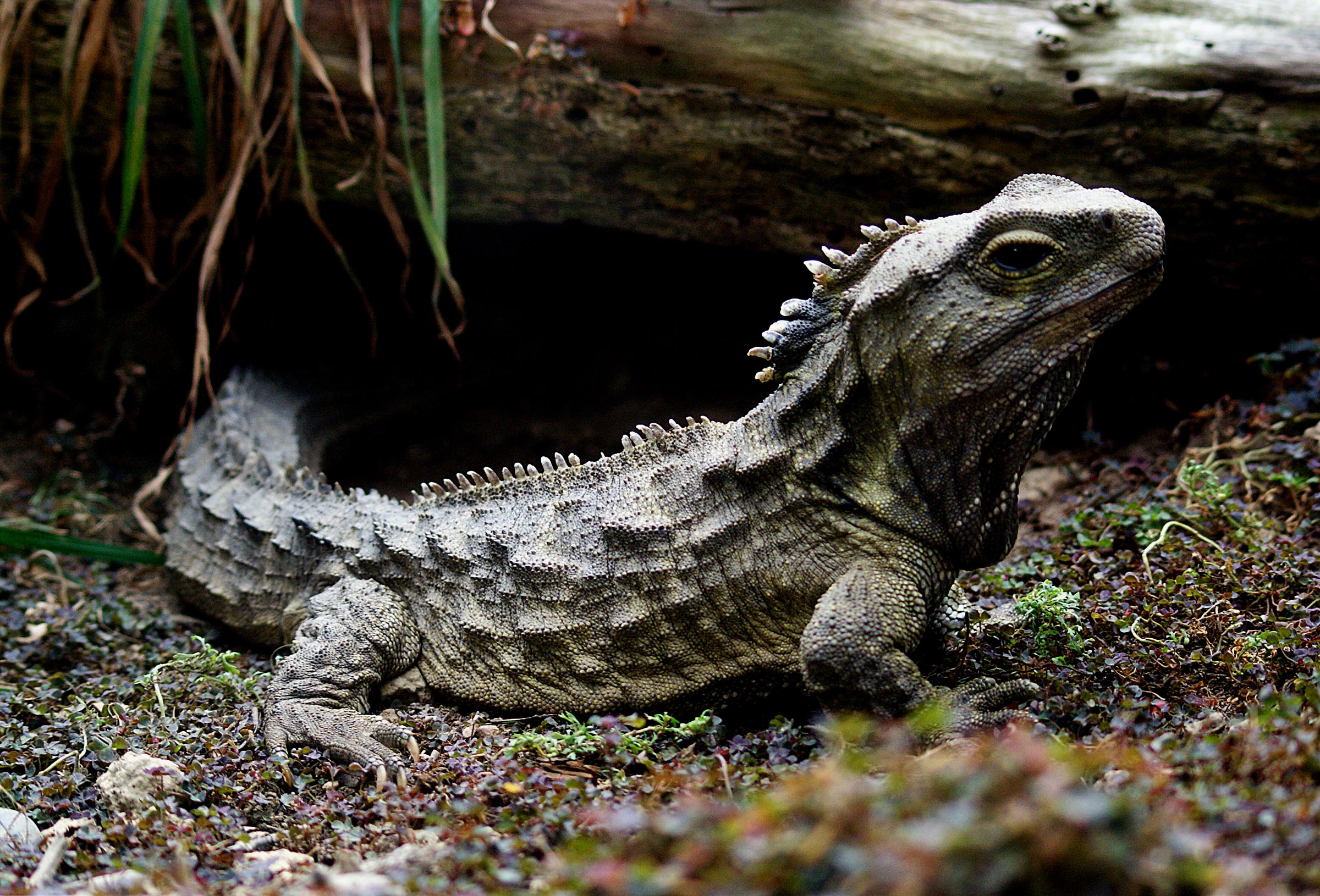 Tuatara