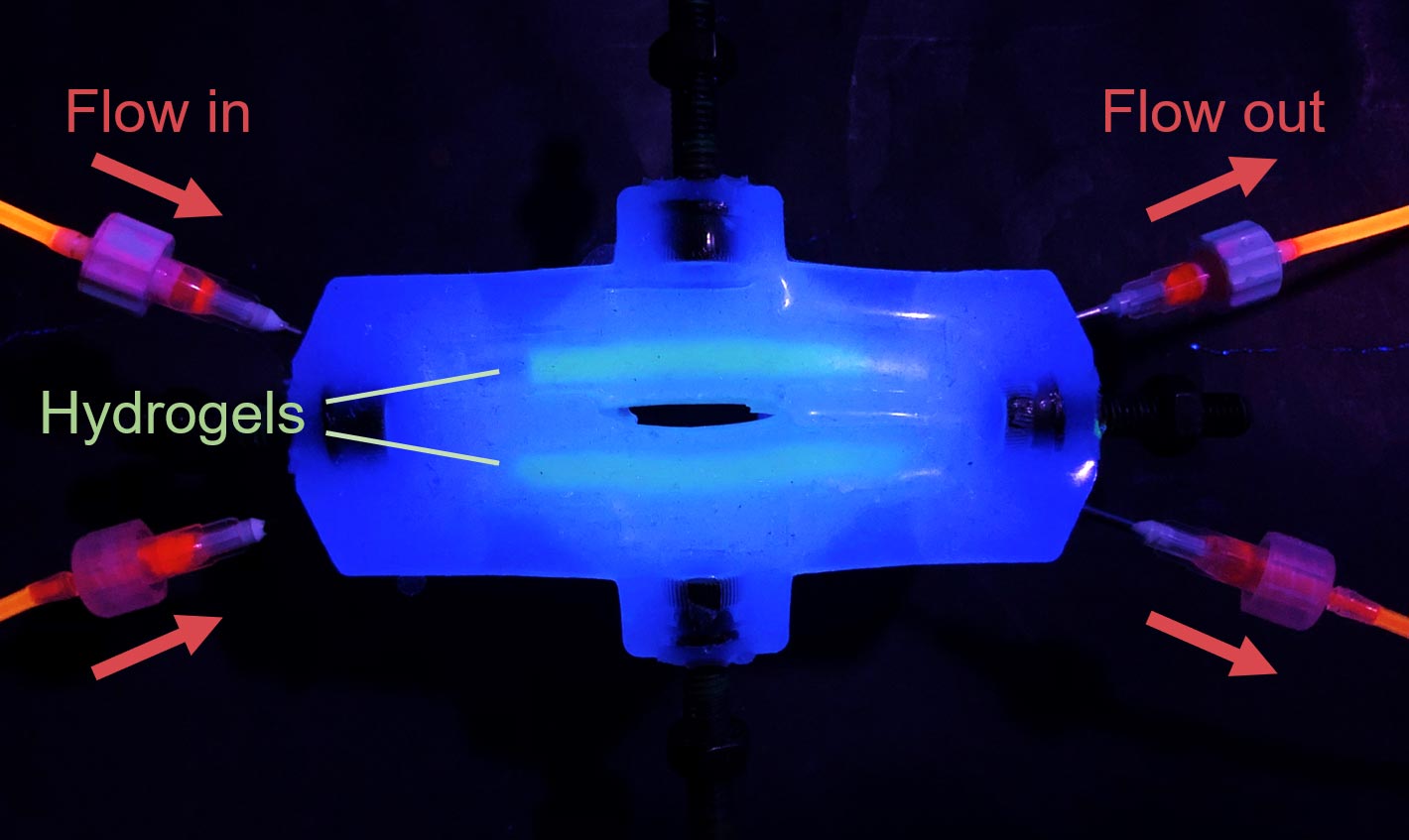 New Synthetic Biomaterial Can Repair Hearts, Muscles, and Vocal Cords