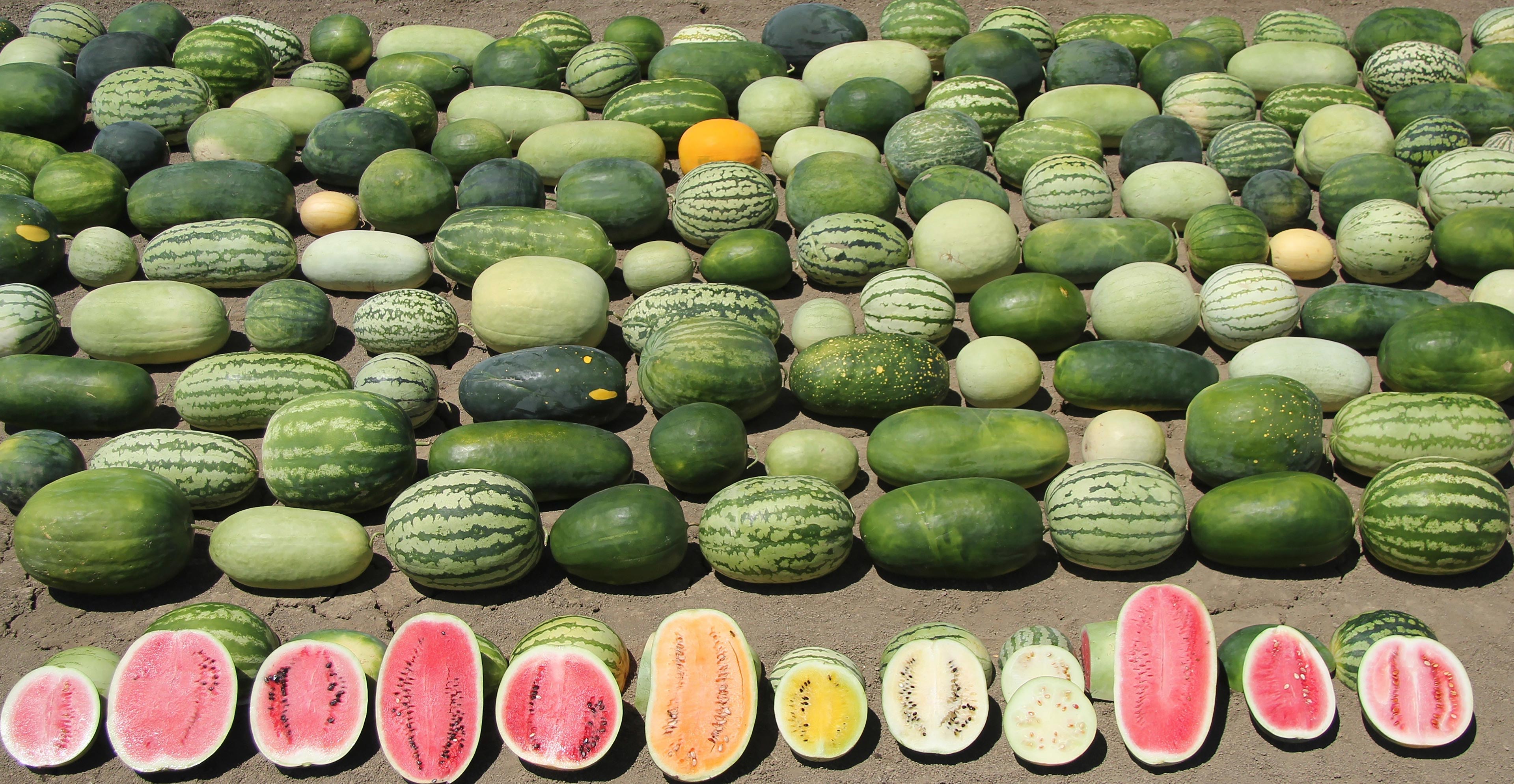 Improving Watermelons by Harvesting Genes From Wild Species