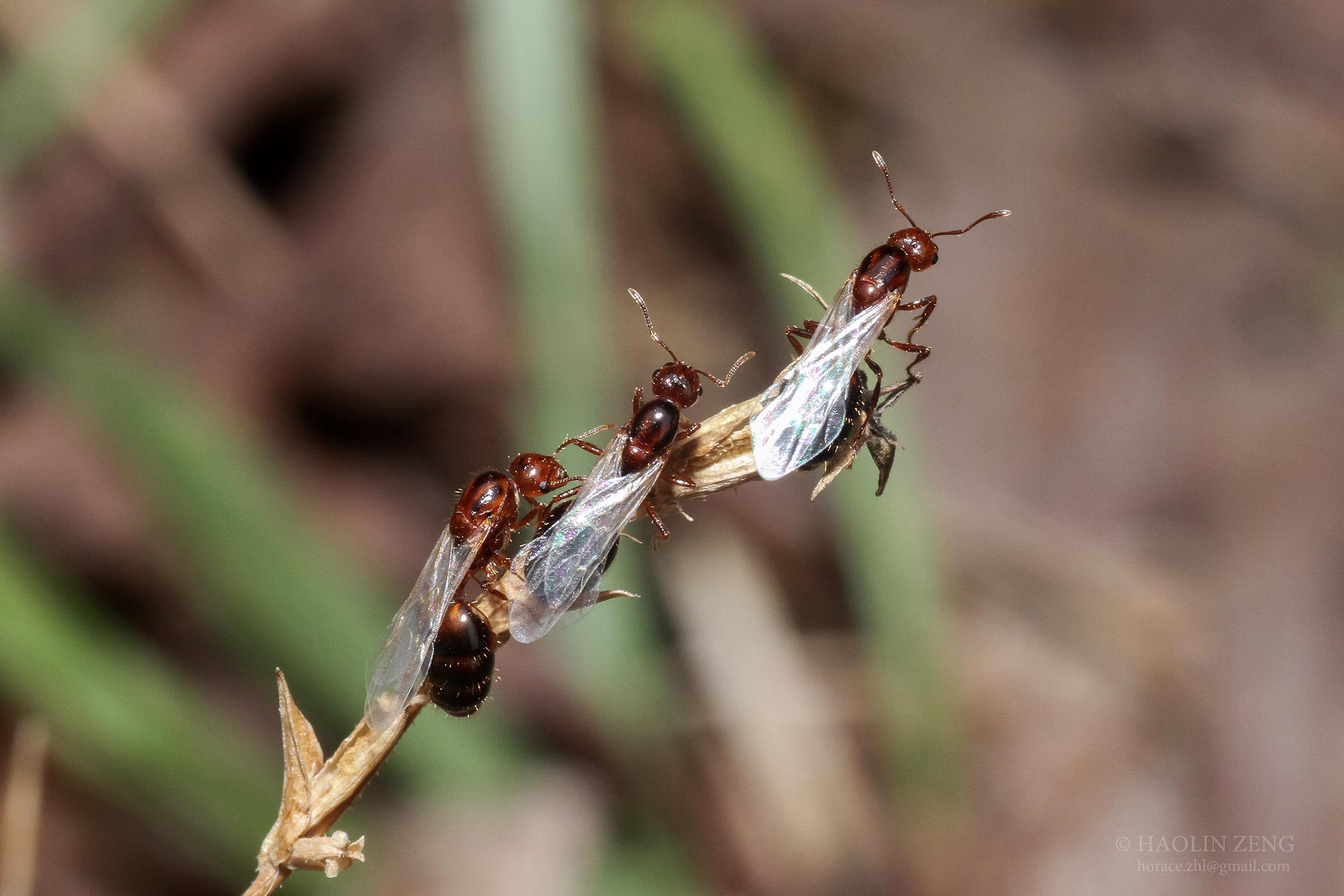 Supergene Discovery Leads to New Knowledge of Fire Ants & Pest Control