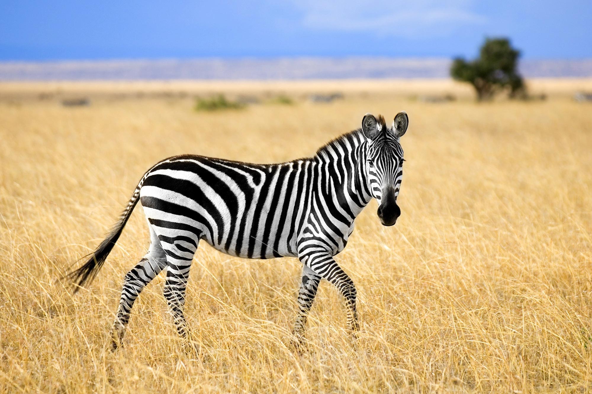 How Vacation Photos of Zebras and Whales Can Help Wildlife Conservation