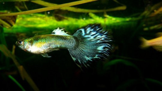Male Guppies Keep Their Females Happy By Avoiding Change