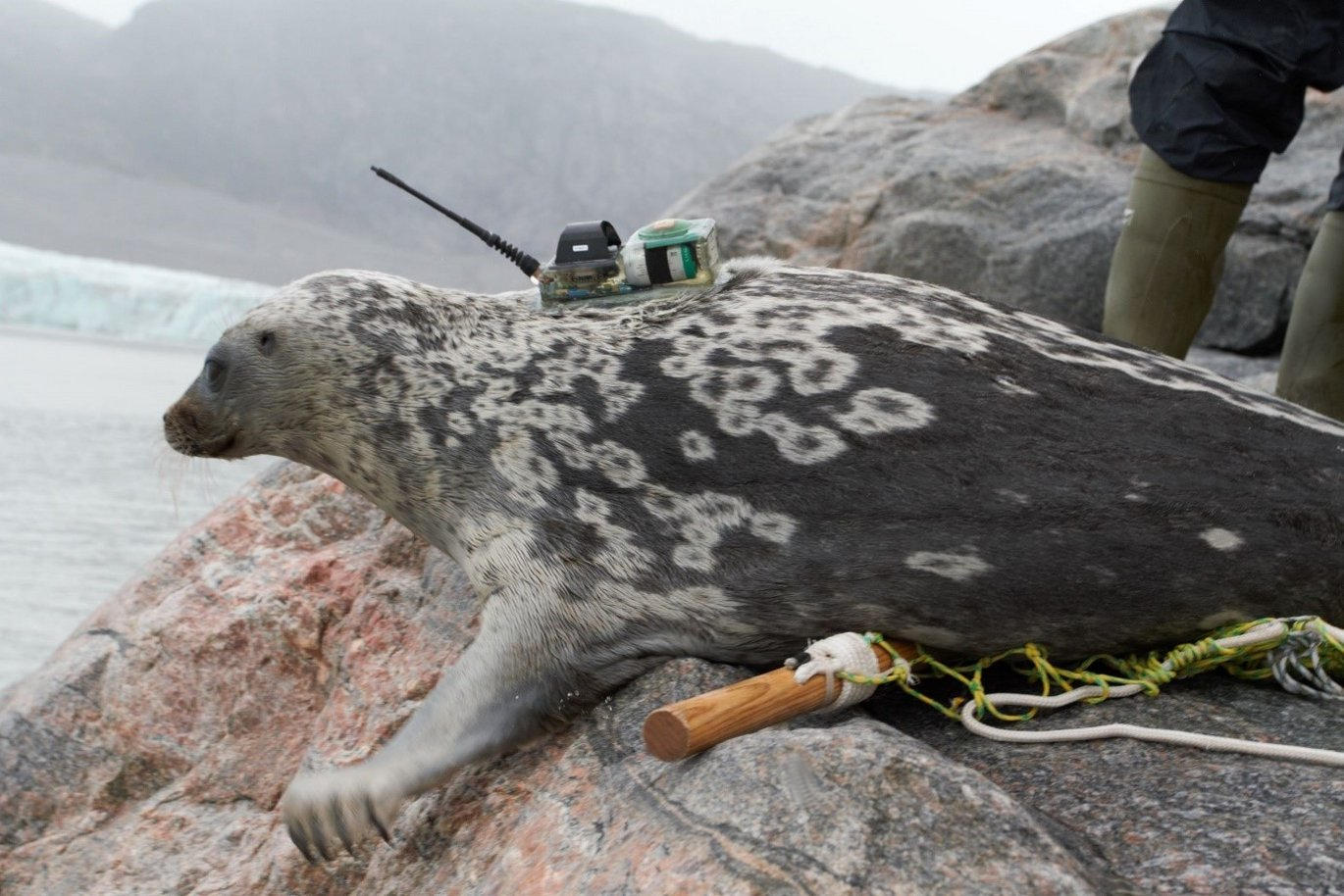 New Species of Seal Discovered in the Arctic by Scientists SciTechPost