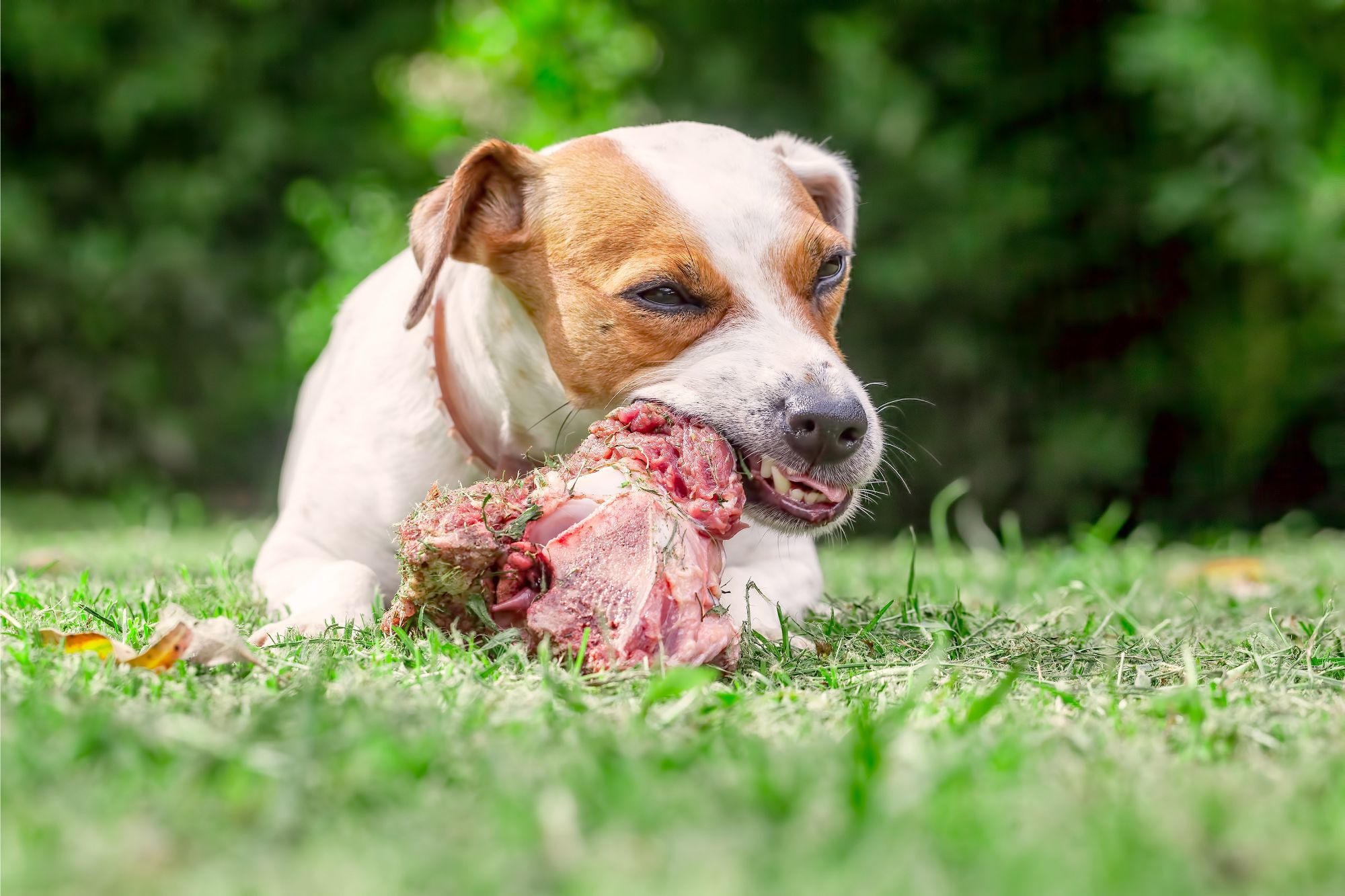 Warning Scientists Uncover Hidden Dangers of Feeding Dogs Raw Meat SciTechPost