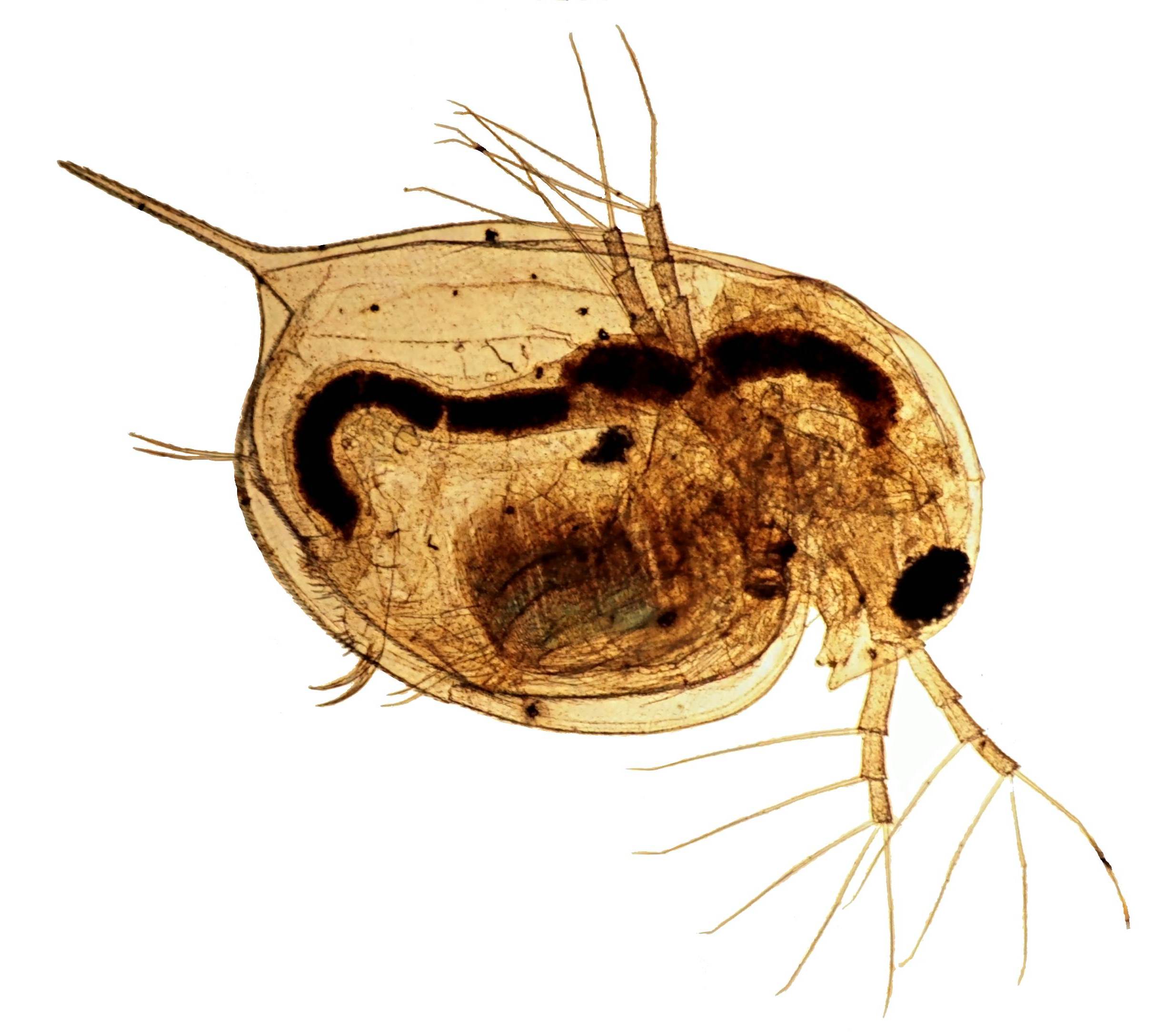 [DIAGRAM] Diagram Of Daphnia - MYDIAGRAM.ONLINE