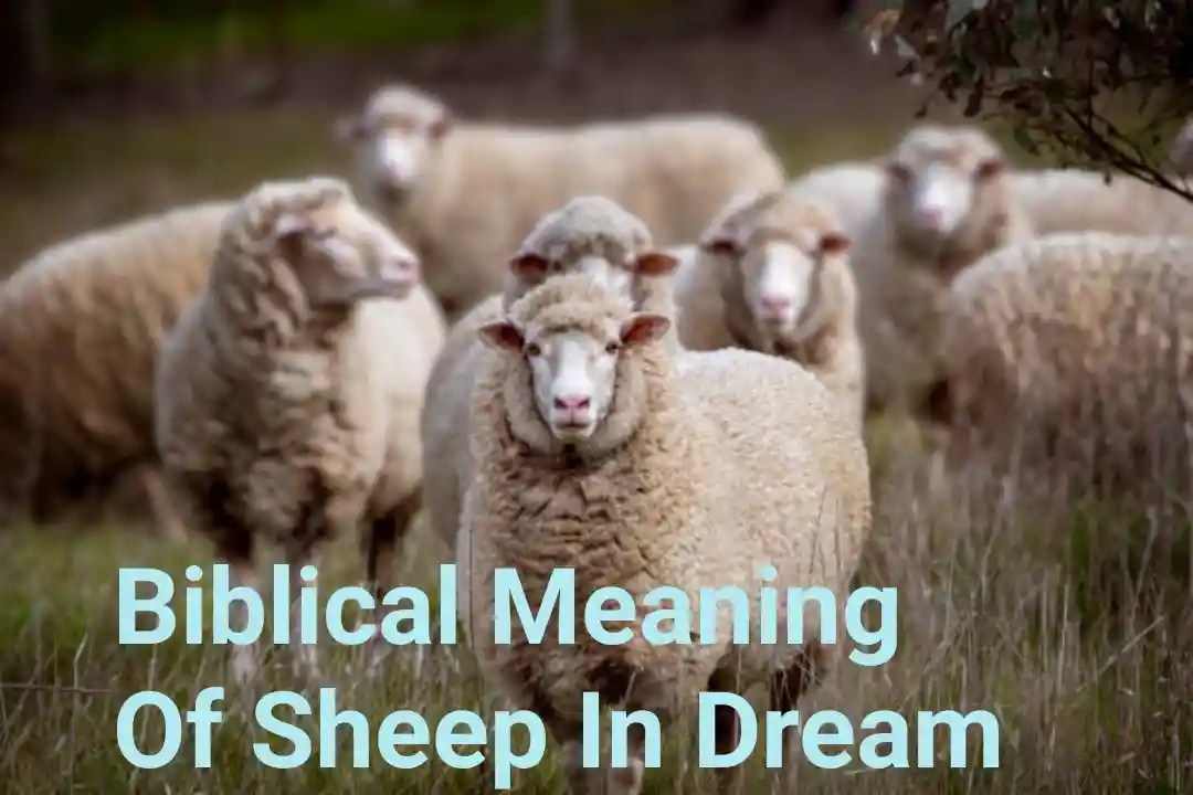 Biblical Meaning Of Sheep In Dream Scity