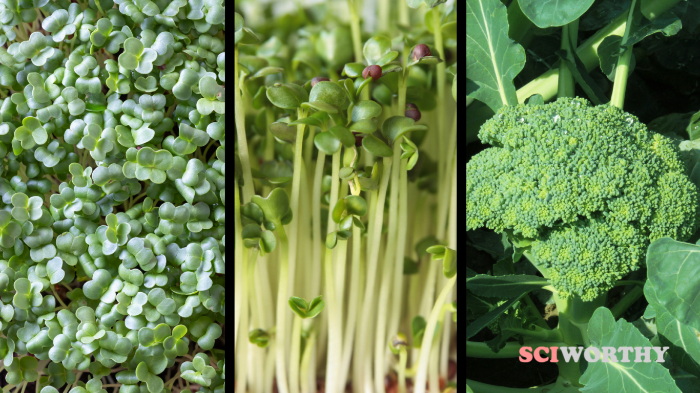Just how nutritious are broccoli microgreens? Sciworthy