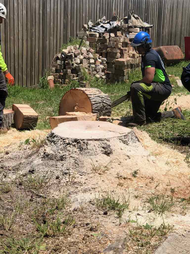 Tree Removal Service Sydney SCMTS Arbor Works