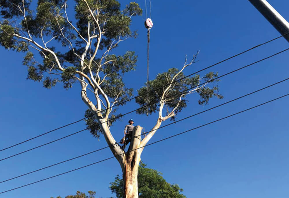Tree Services for Government Bodies in Sydney SCMTS Arbor Works