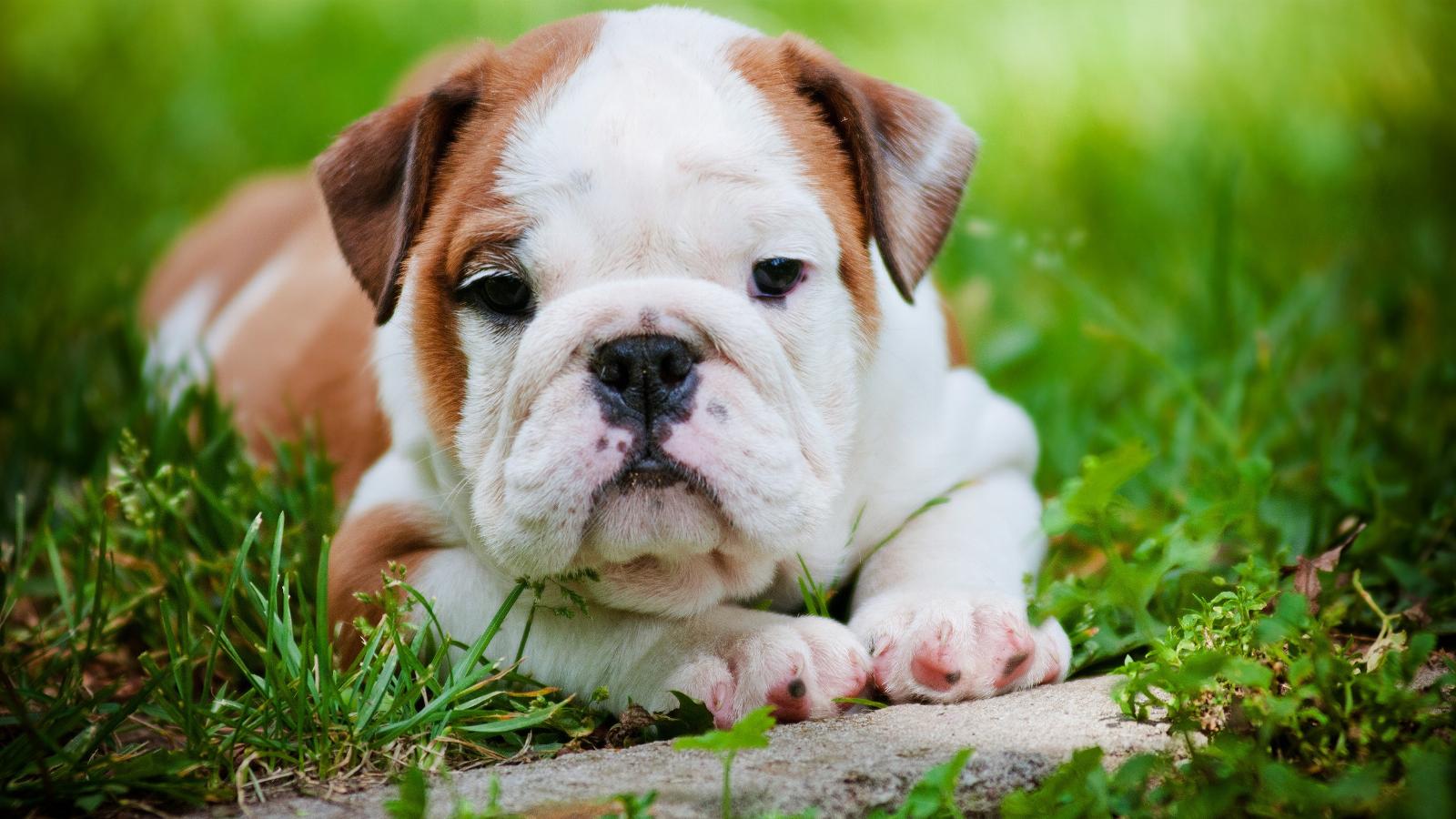 Dogs Bulldogs