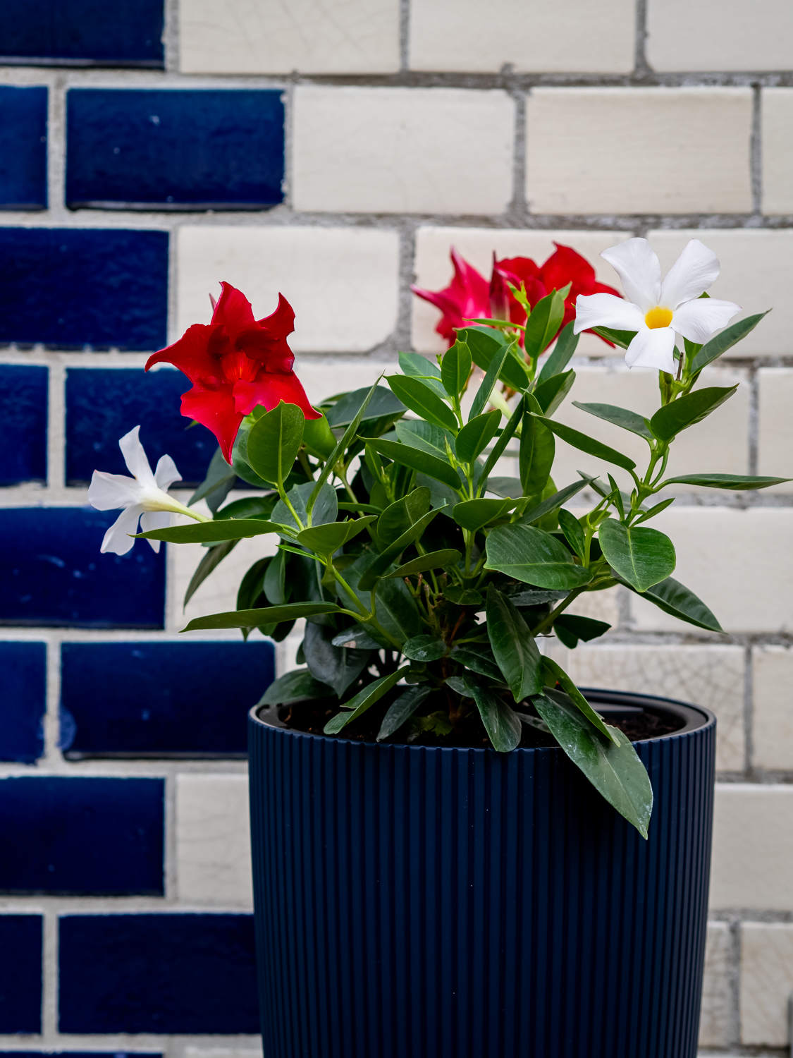 Dipladenia Tipps & Tricks für die pflegeleichte
