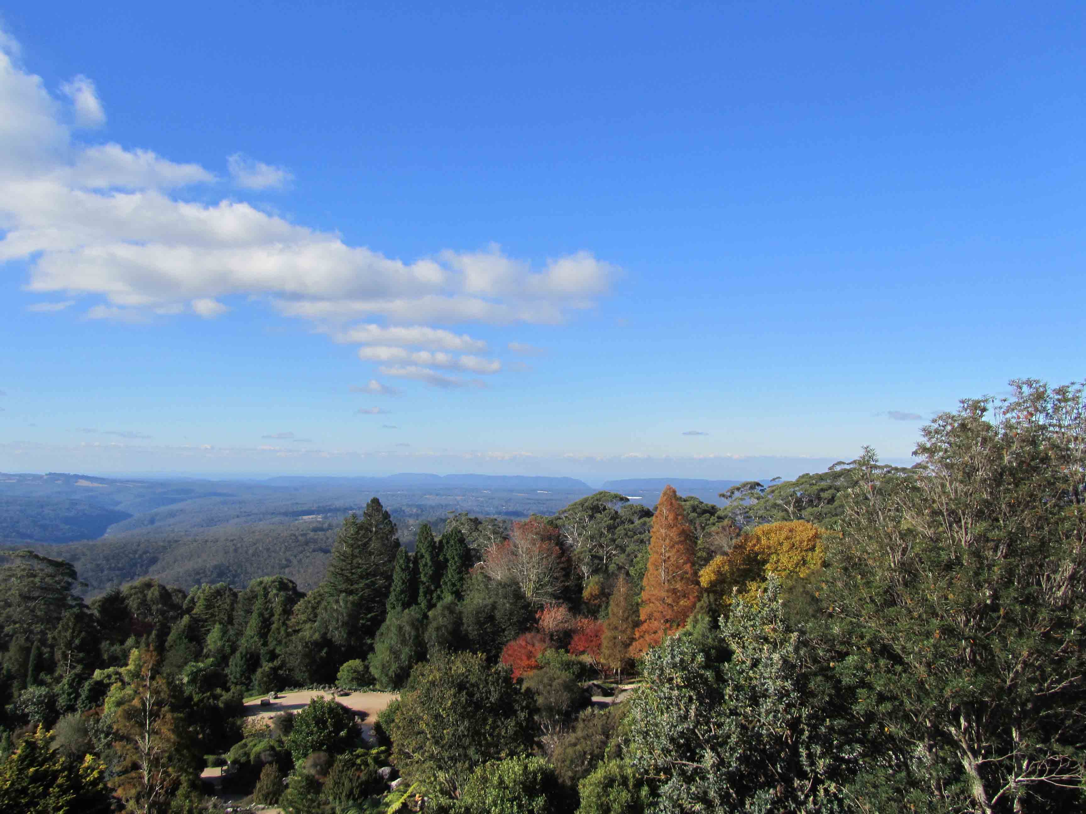 Mt Tomah, NSW. Magnificient Views. Scones ***3 stars Sconquest.