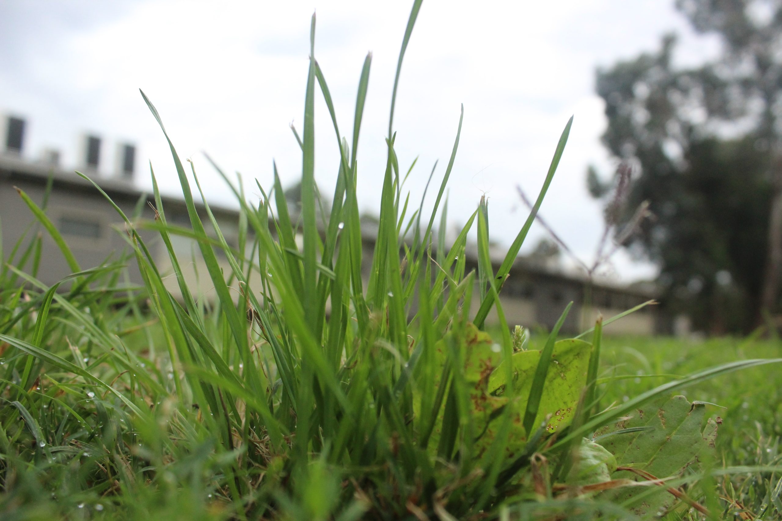 Can I Use My Dog S Poop As Fertilizer at Alison Goebel blog