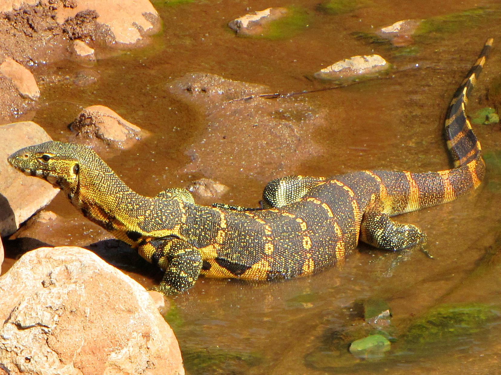 14 Animals You Didn't Know Live in the Nile