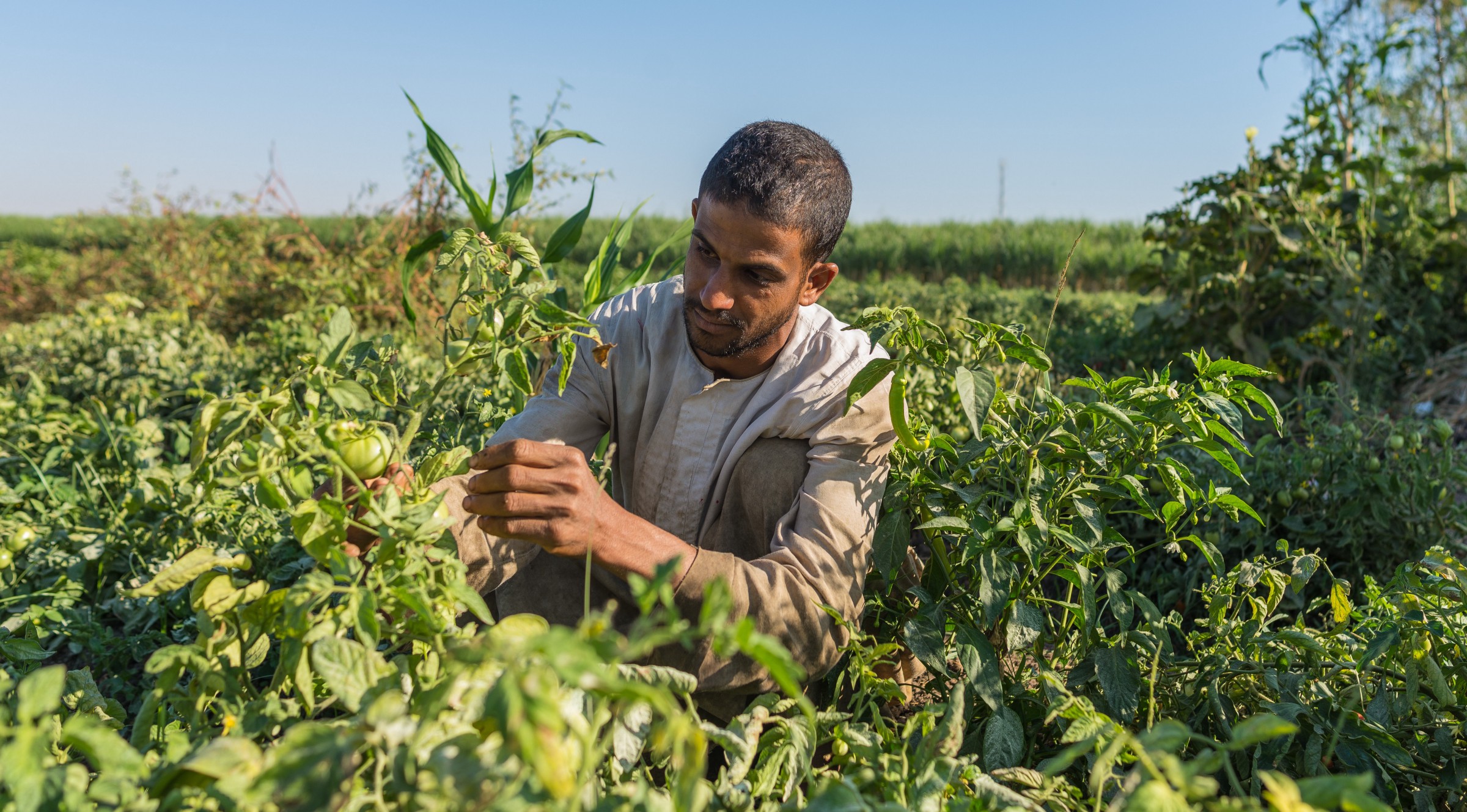 Egypt to Begin Digitalizing Agricultural Sector Scoop Empire