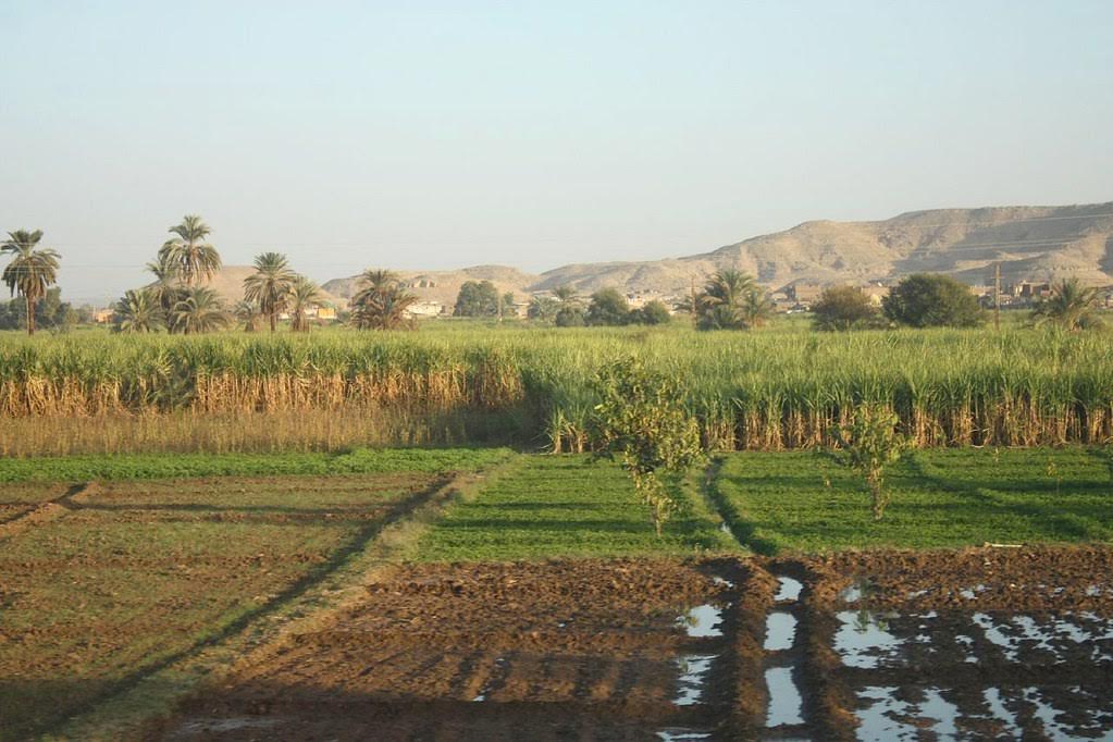 Which Corporate Is Planting One Million Trees in the Efforts to Make