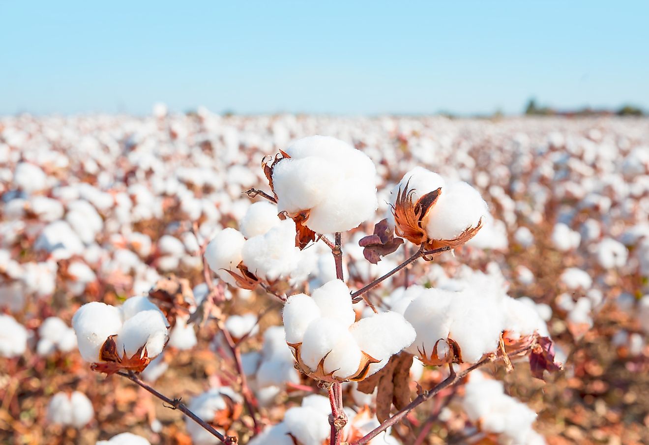World Cotton Day: Its Benefits And Why We Can't Live Without It - Scoop