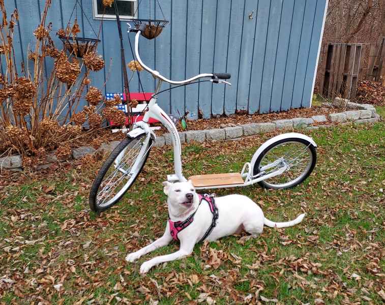 What Is An Urban Dog Mushing Scooter? Scooters101