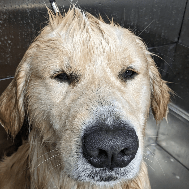 Scooter's Pet Care Dog Daycare, Training, Boarding, Bathing Seattle, WA